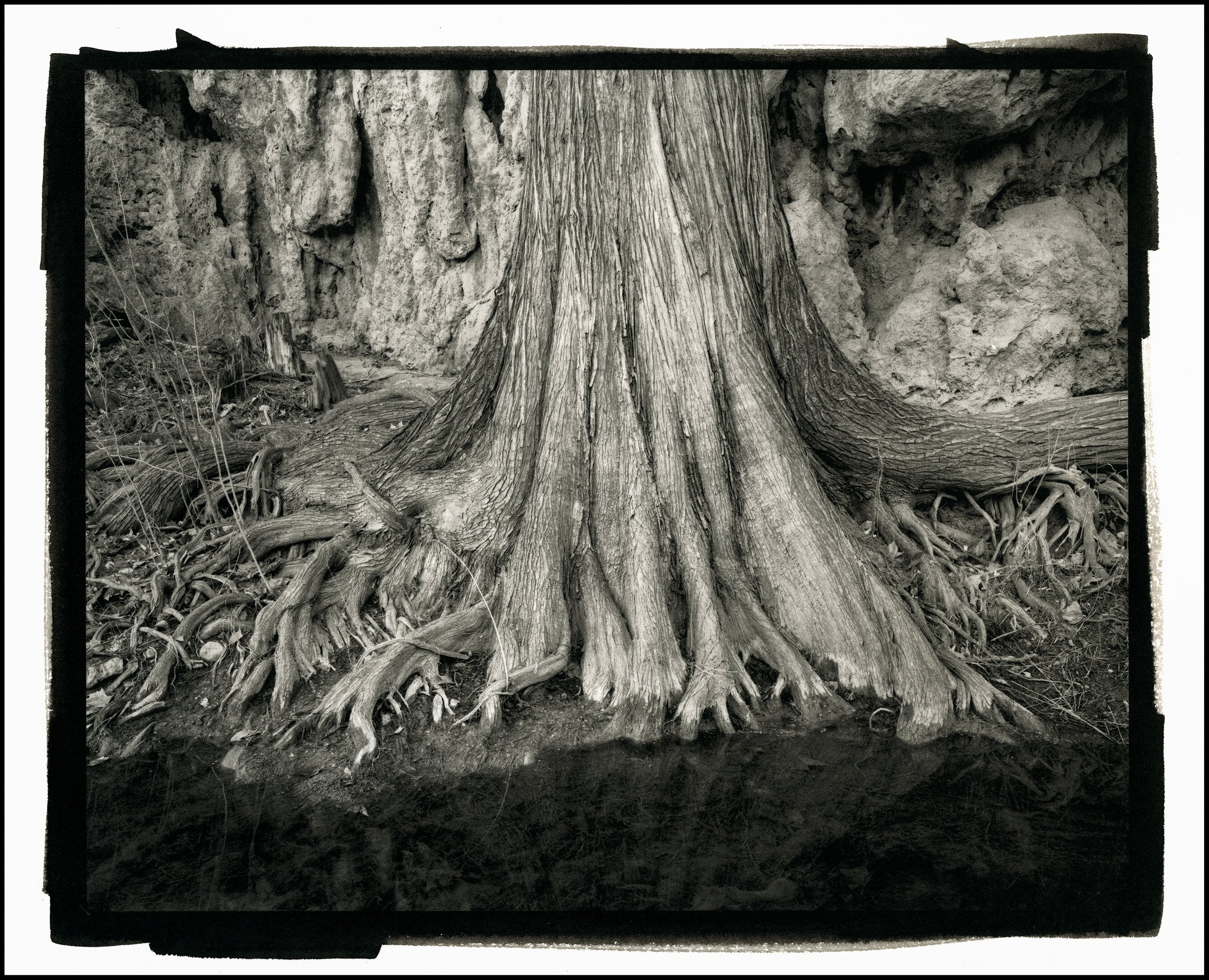 Krause Stump BORDER.jpg