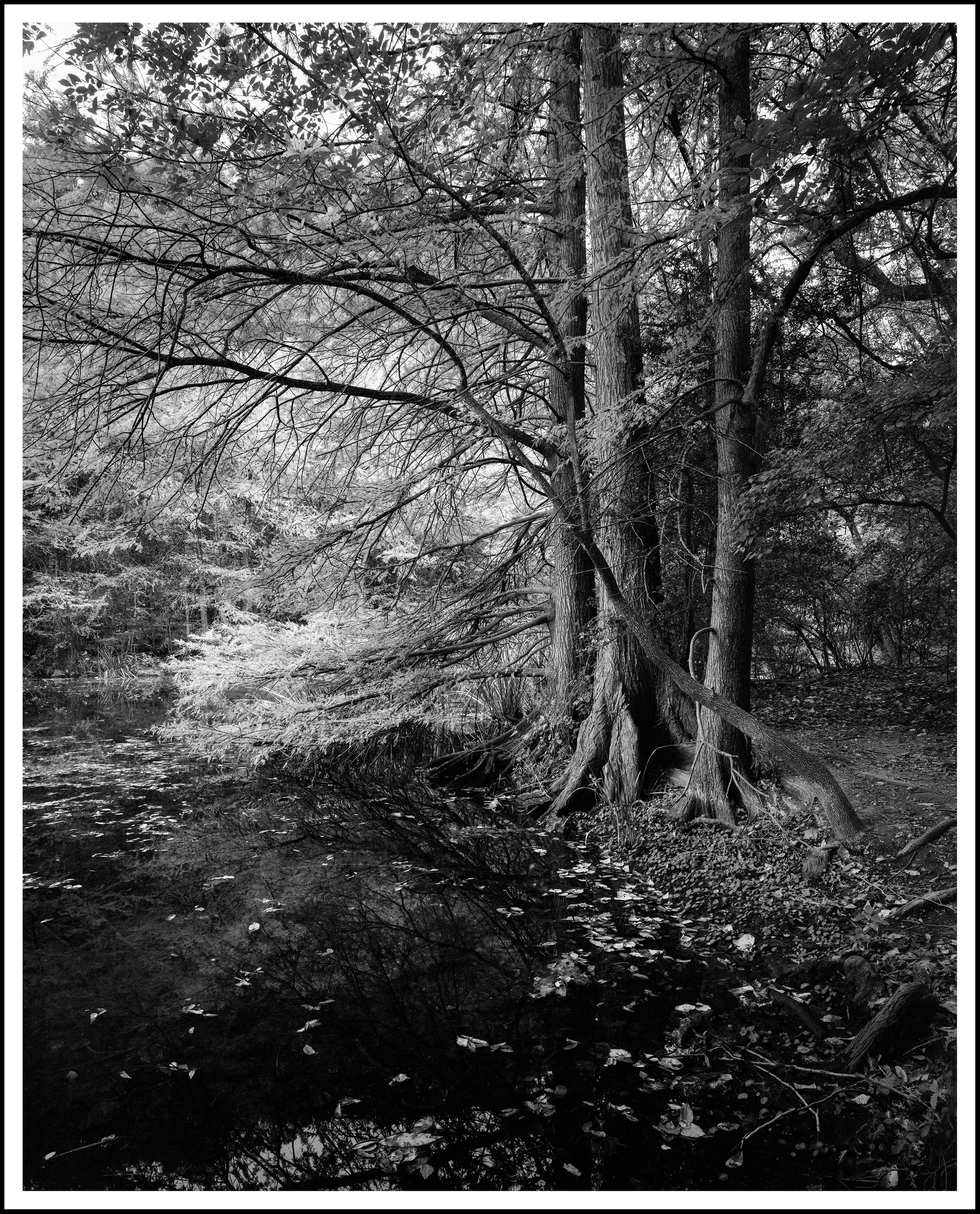 11-15 Redbud Isle  copy.jpg