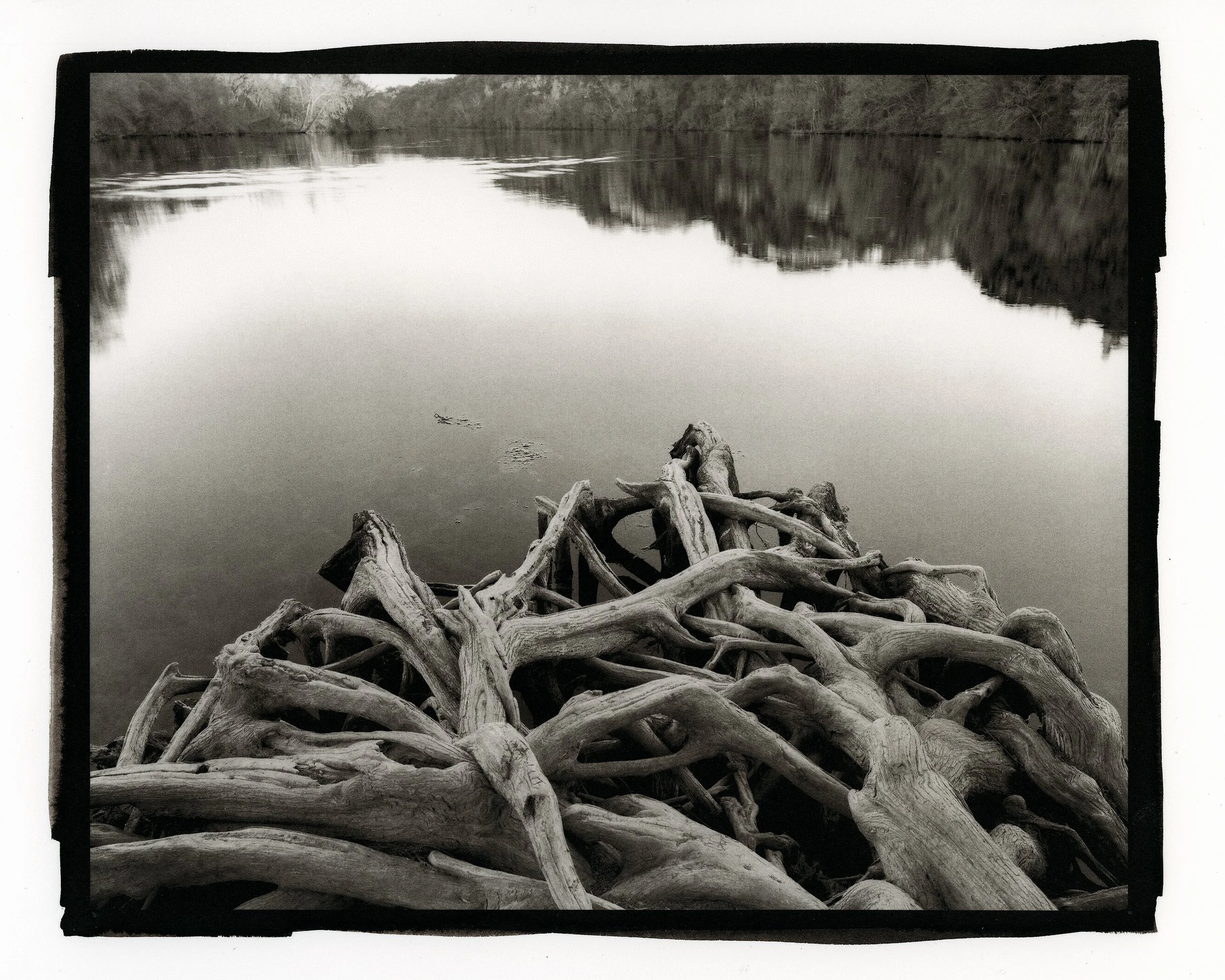 Red Bud Isle Roots 1.jpg