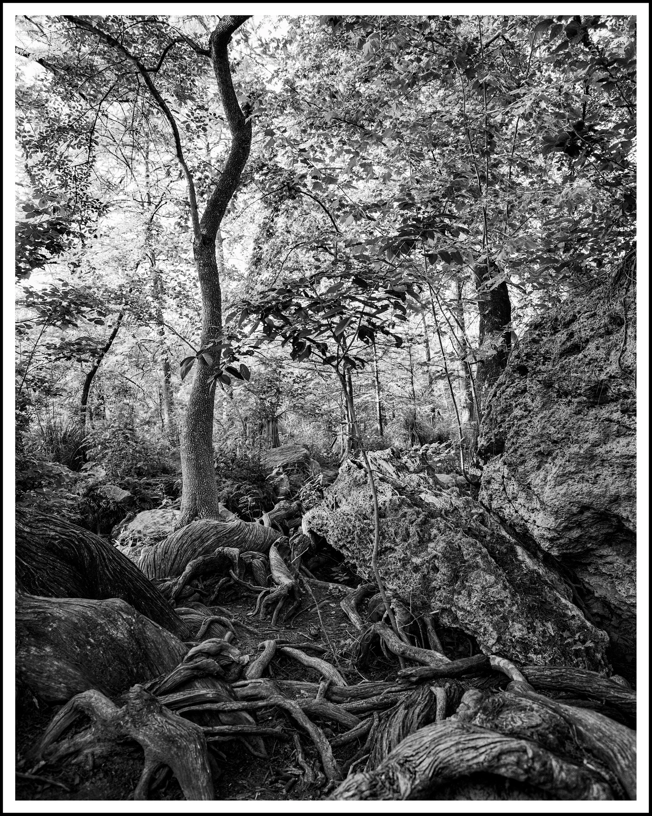 5-11-2025 Krause P67 Tri-X_20-Edit.jpg