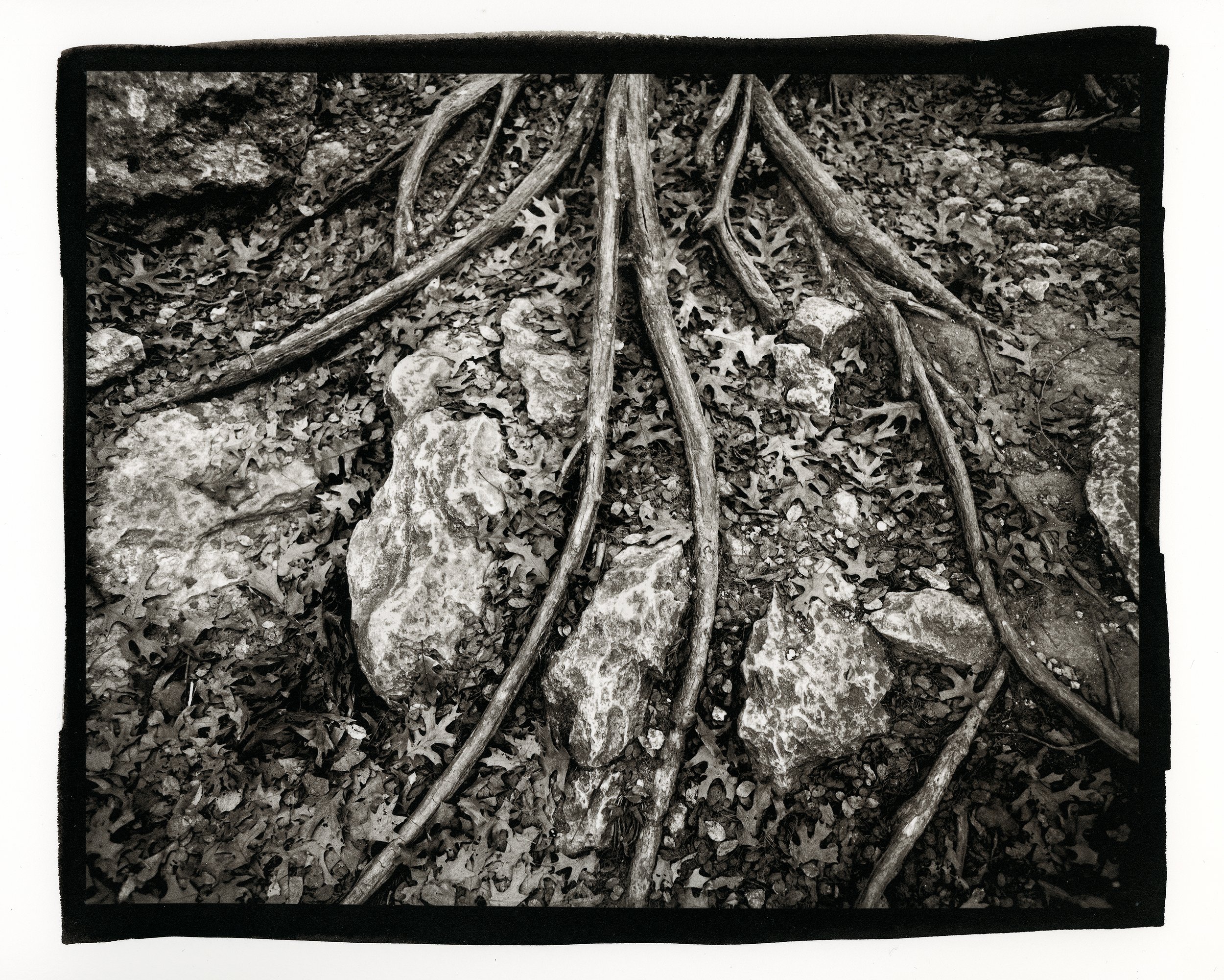 McKinney Roots KP.jpg