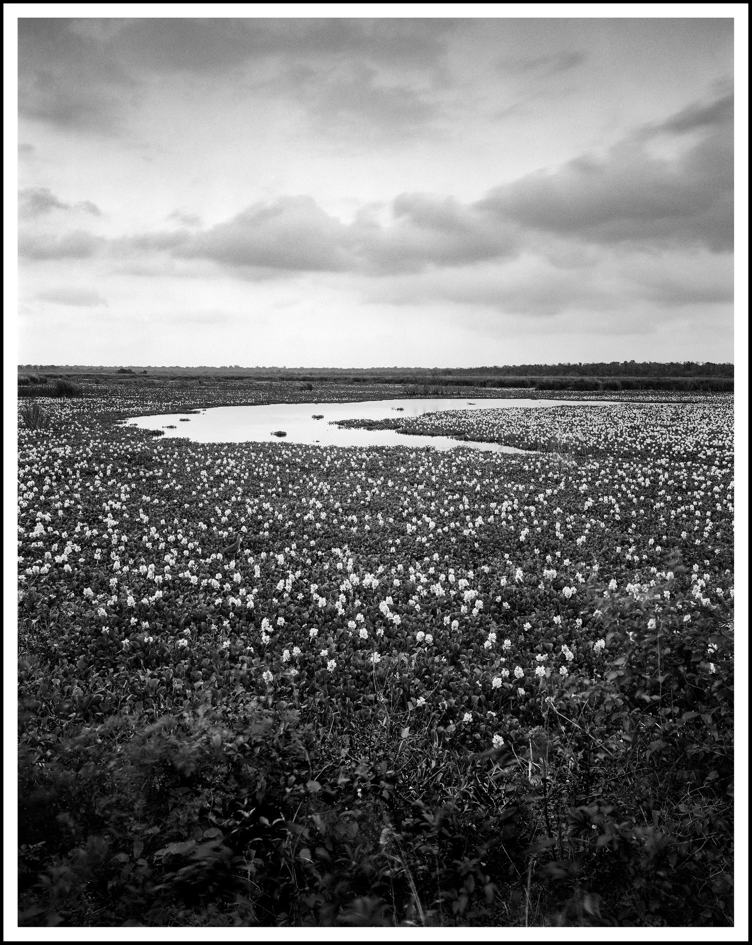 5-26-2025 Brazos Bend FP4 (3)-Edit-Edit-Edit.jpg