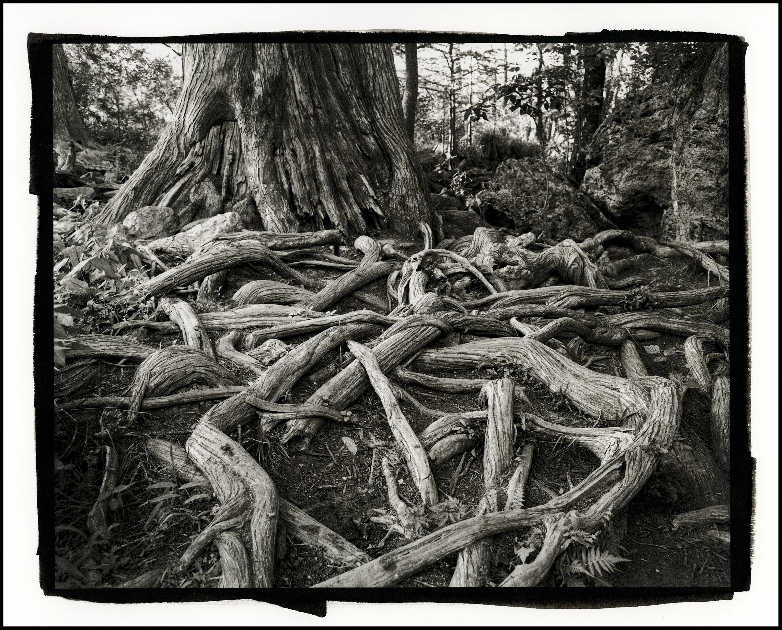 3 Krause Roots BORDER.jpg