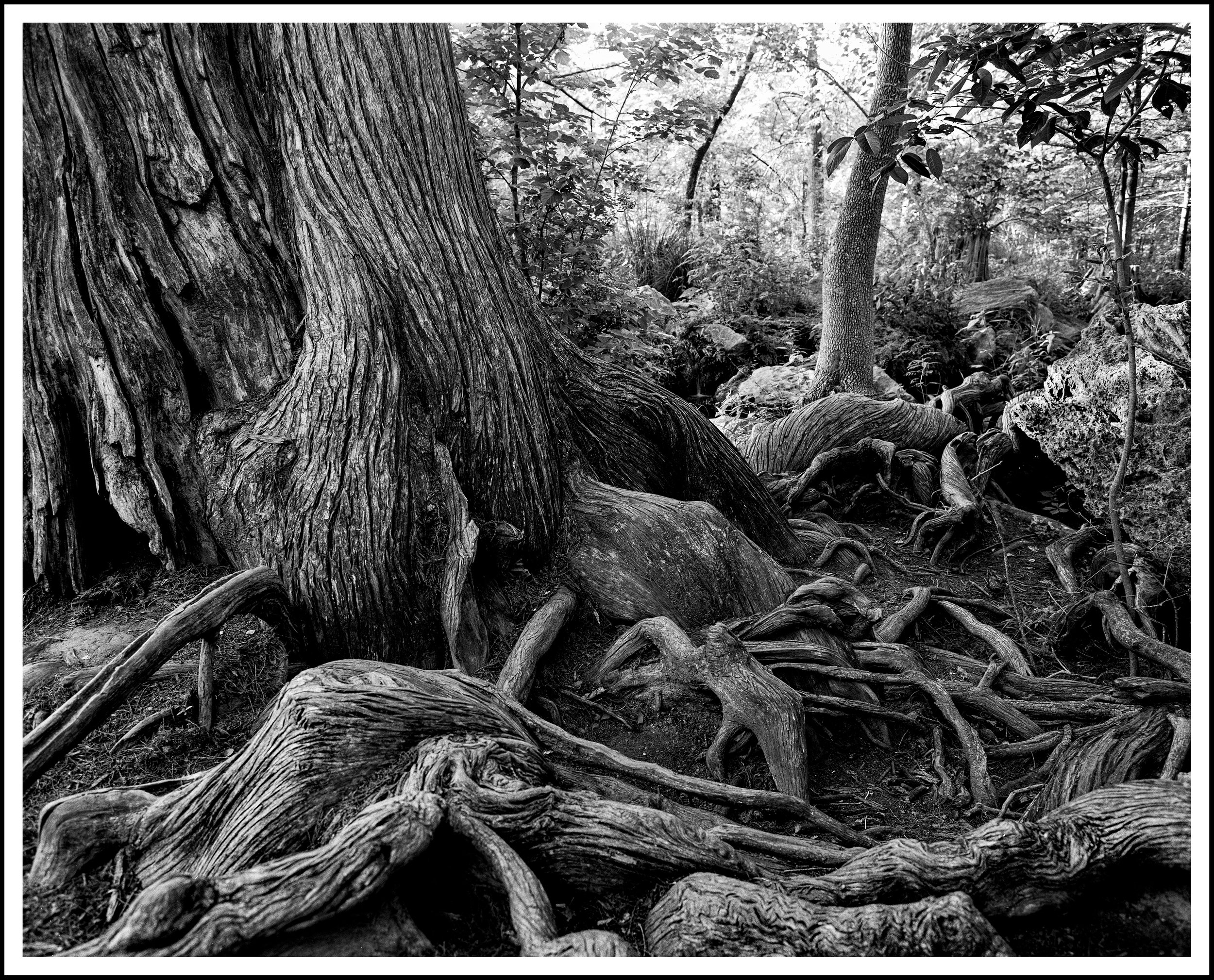 5-11-2025 Krause P67 Tri-X_21-Edit.jpg