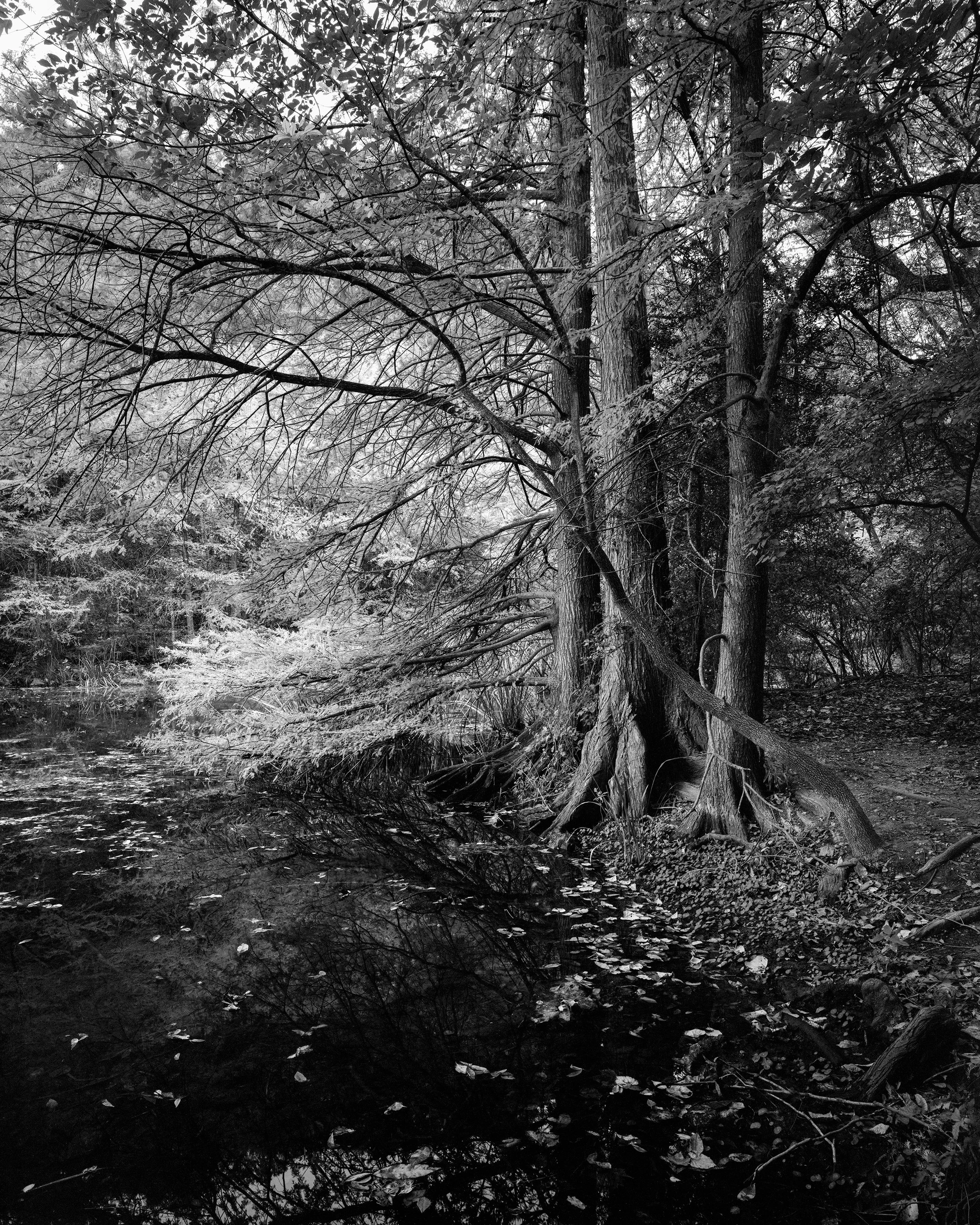 11-15 Redbud Isle  copy.jpg