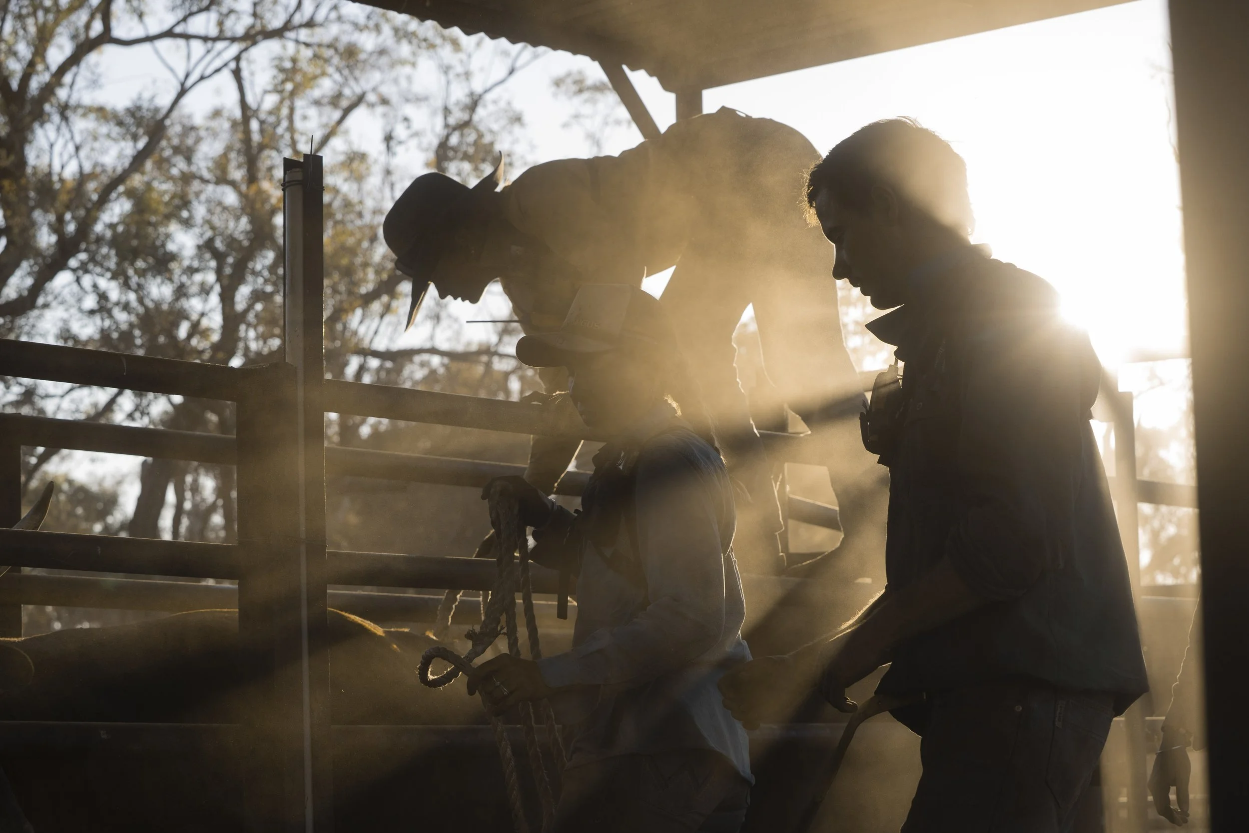 People preparing horses in a sunlit stable or barn with dust and backlit trees in the background.
