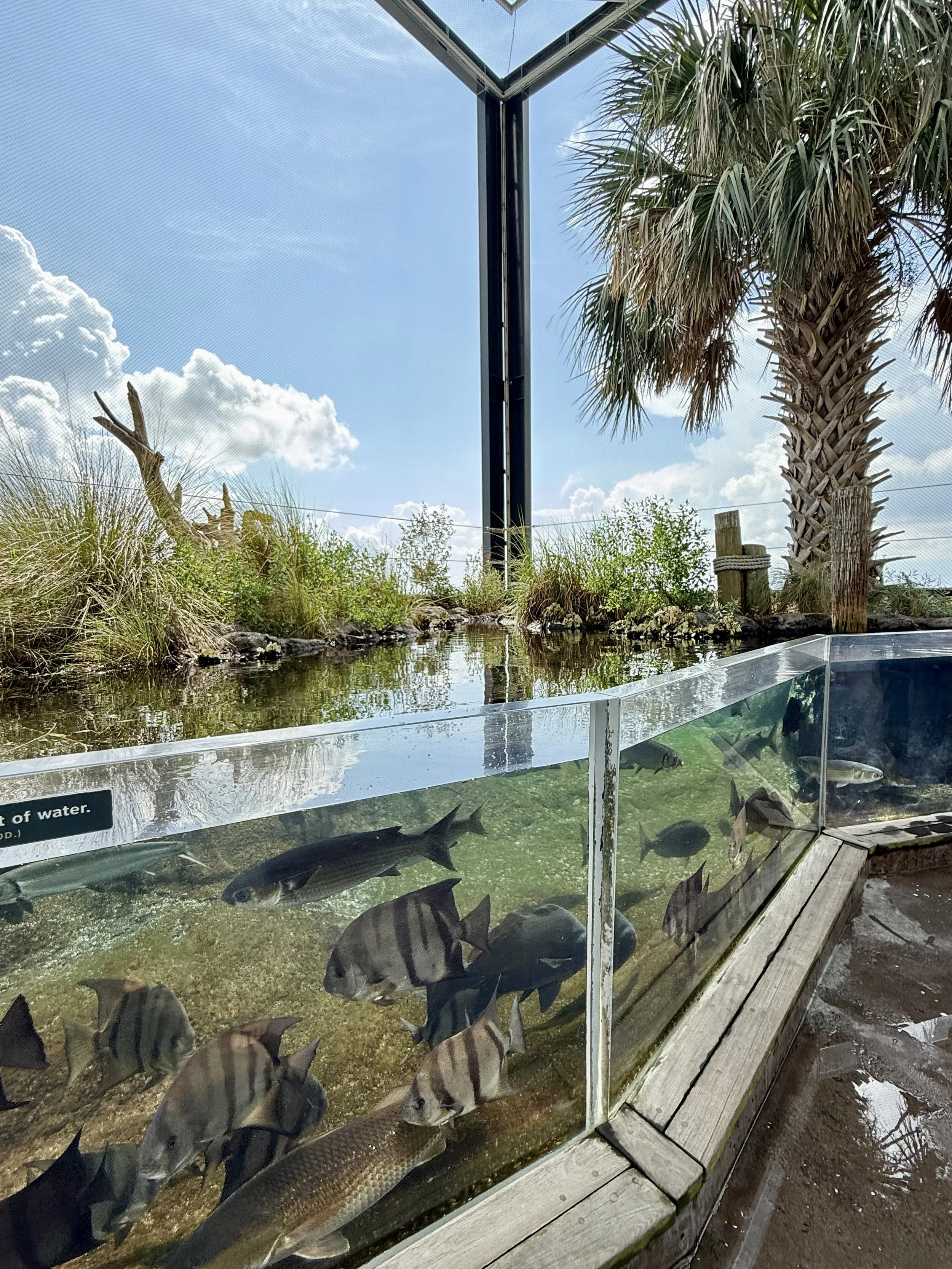 Field Trip to the South Carolina Aquarium