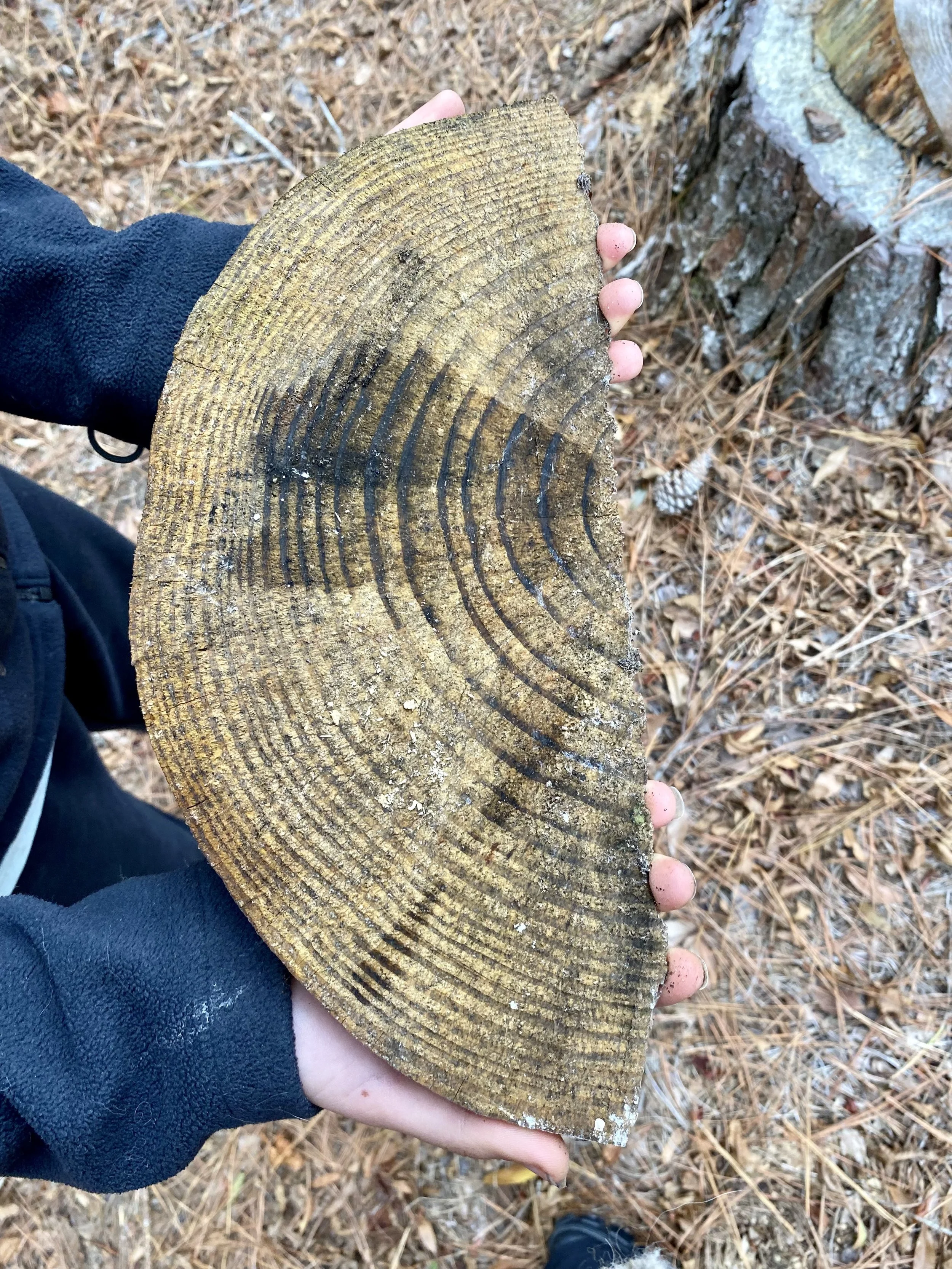 Counting tree rings in Science