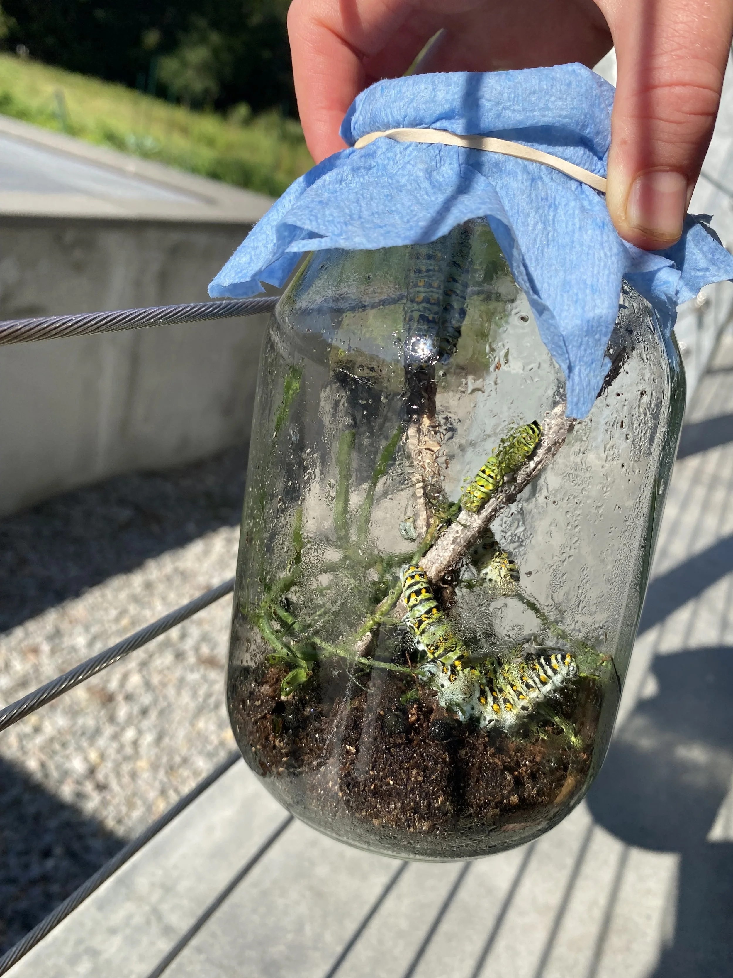 Raising caterpillars in Science 