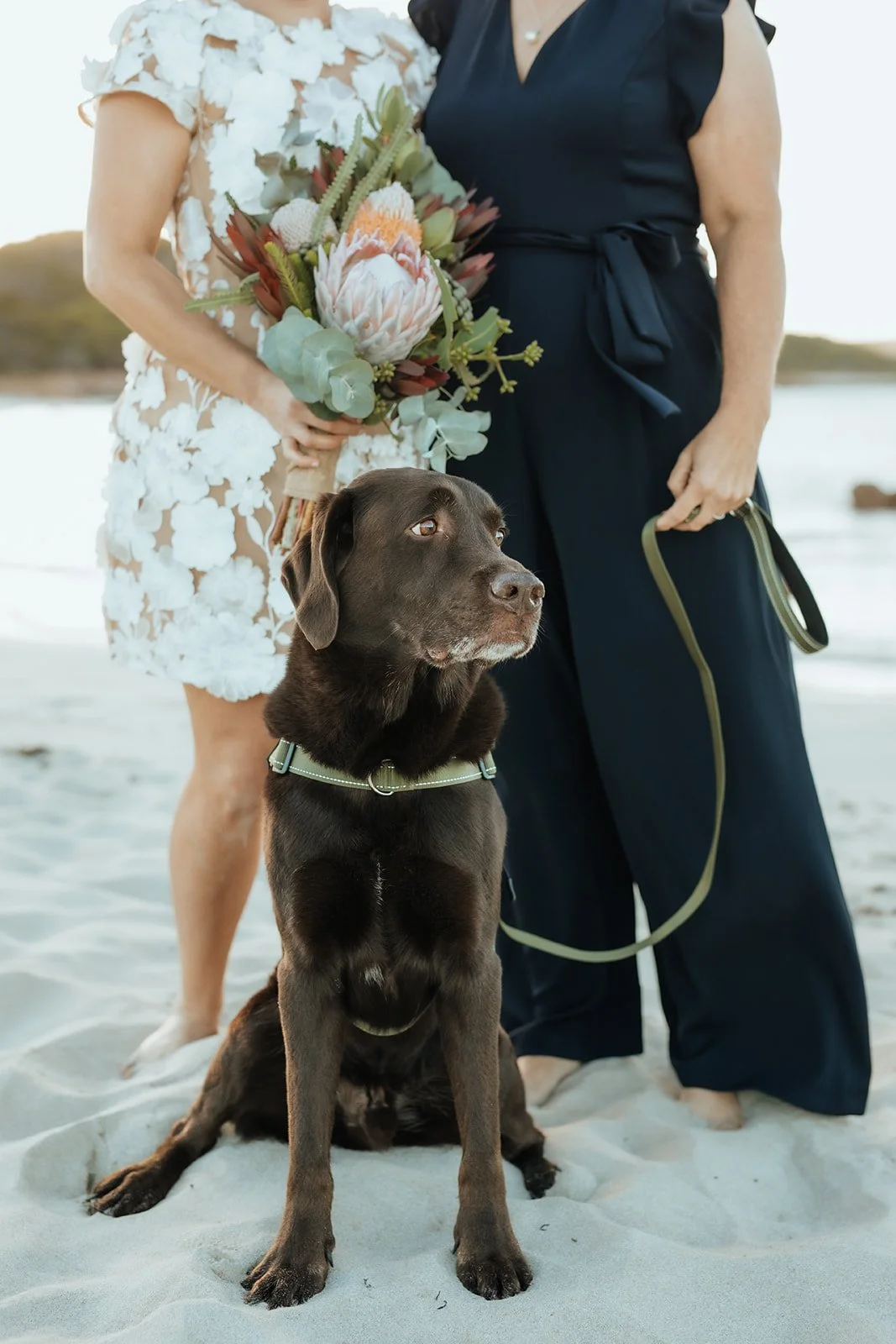 Two brides, one holding a bunch of native wedding flowers, and their brown labrador on their wedding day elopment in Eagle Bay W.A 