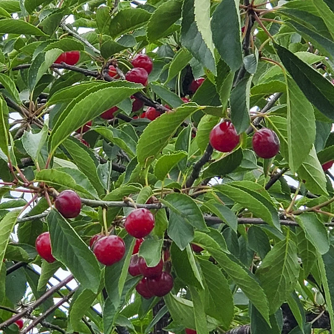 Traverse City cherry festival