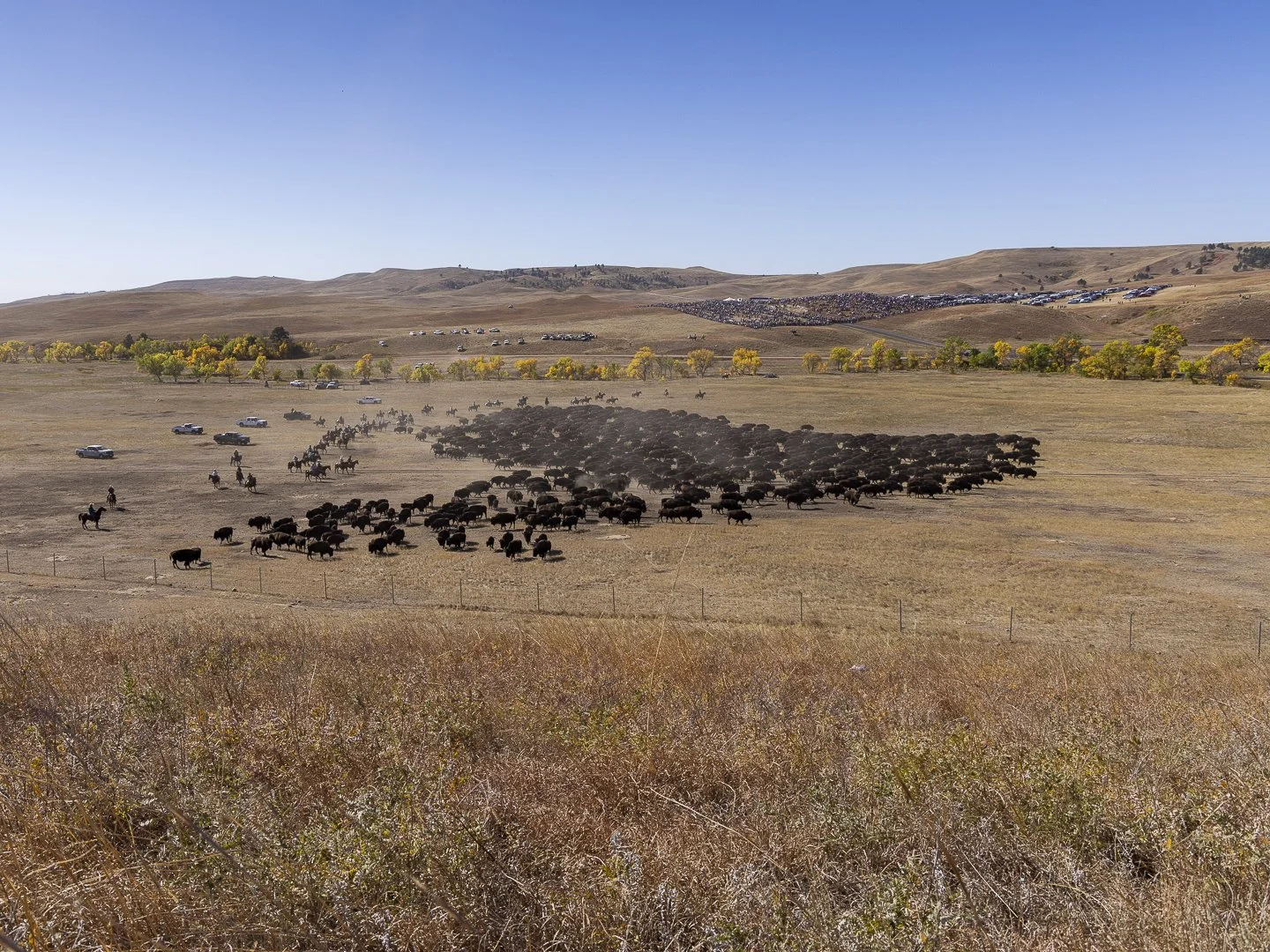 One of the Largest Bison Herds in the World