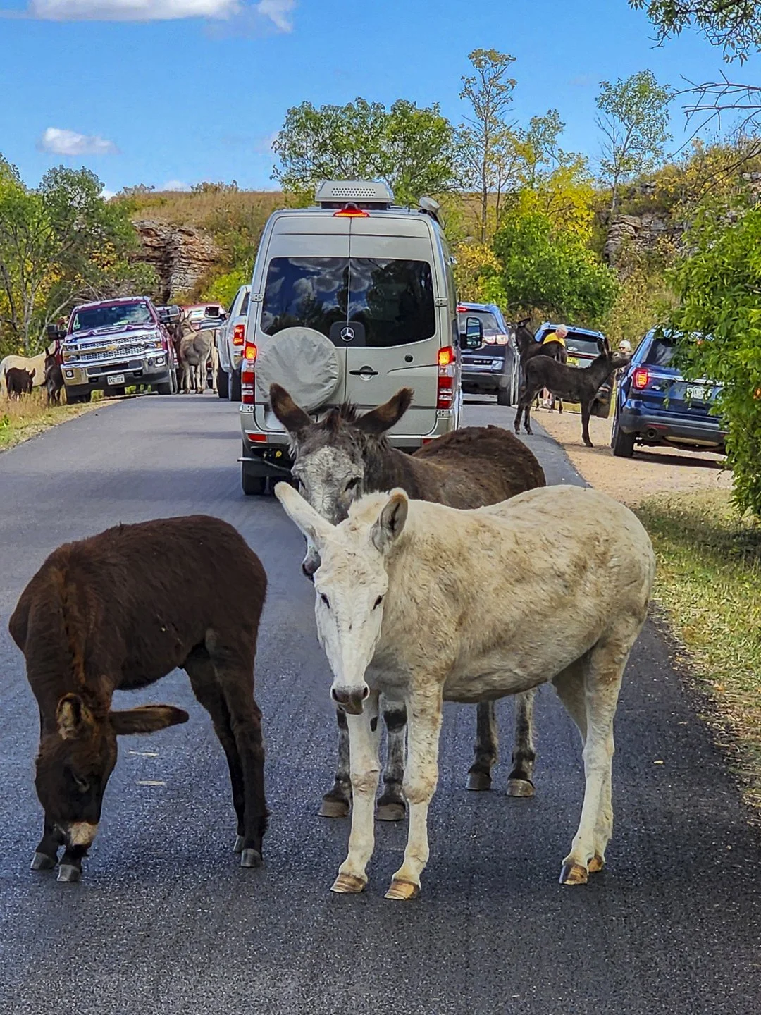 Things to do in Custer State Park