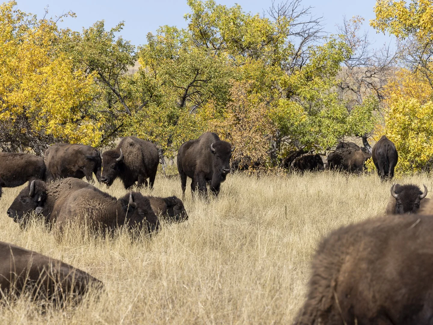 Why the Buffalo Roundup Is Important