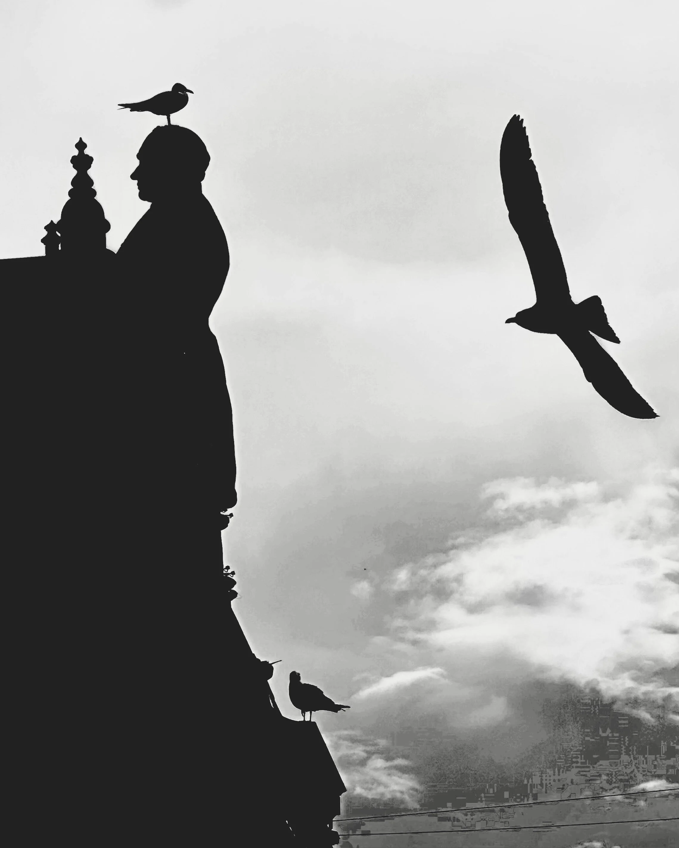 Trio of Birds