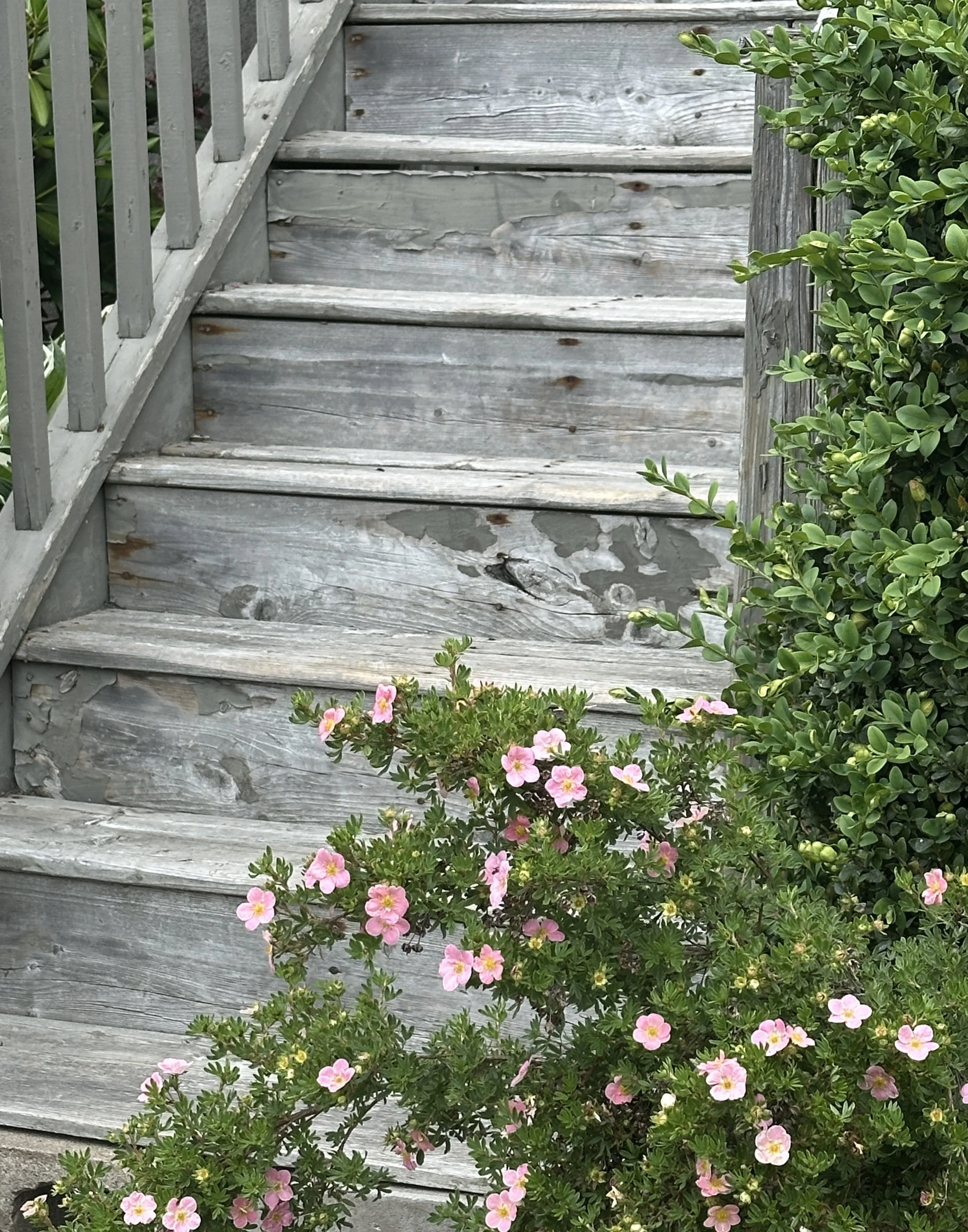 Steps in Bloom