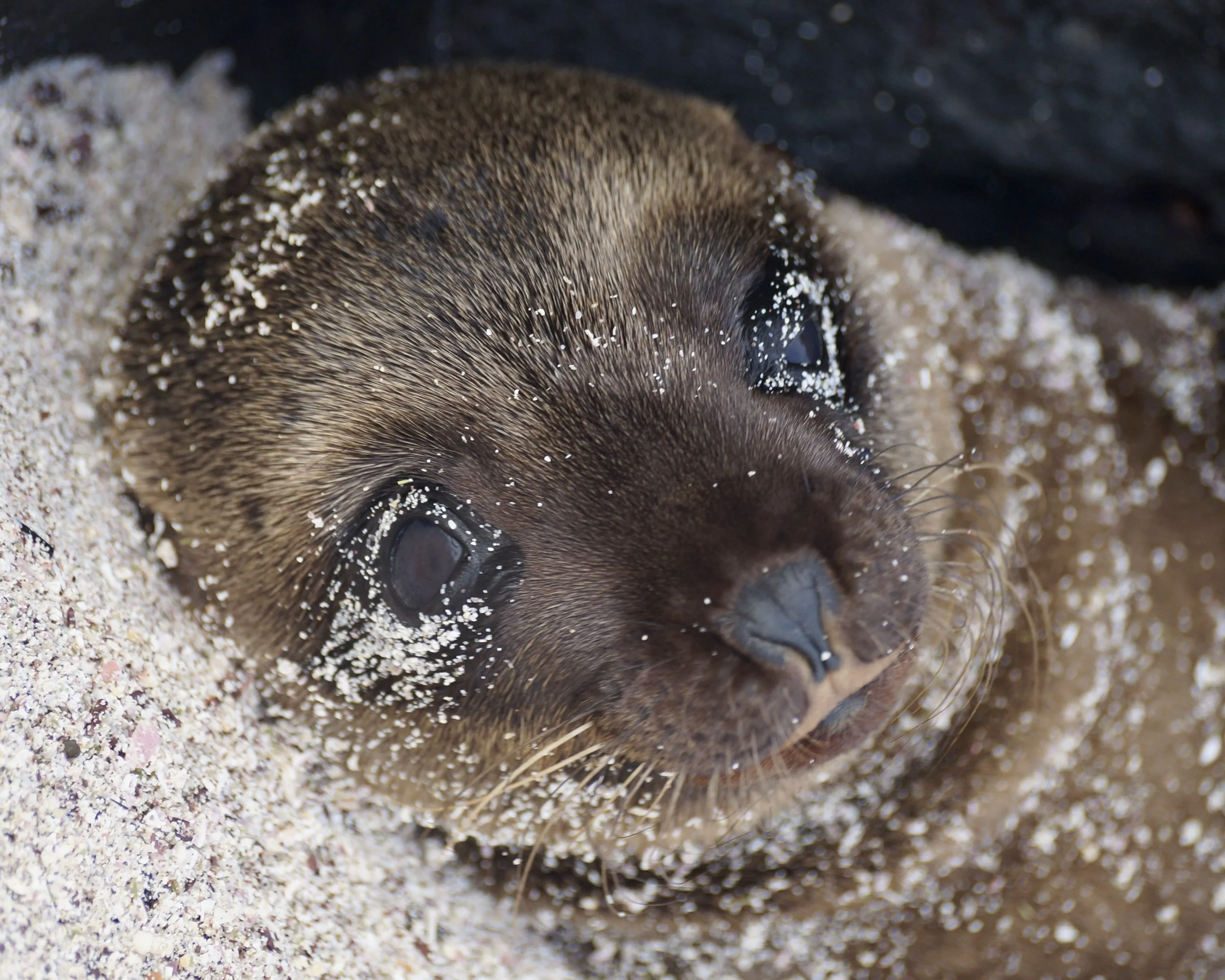 Sandy Eyes
