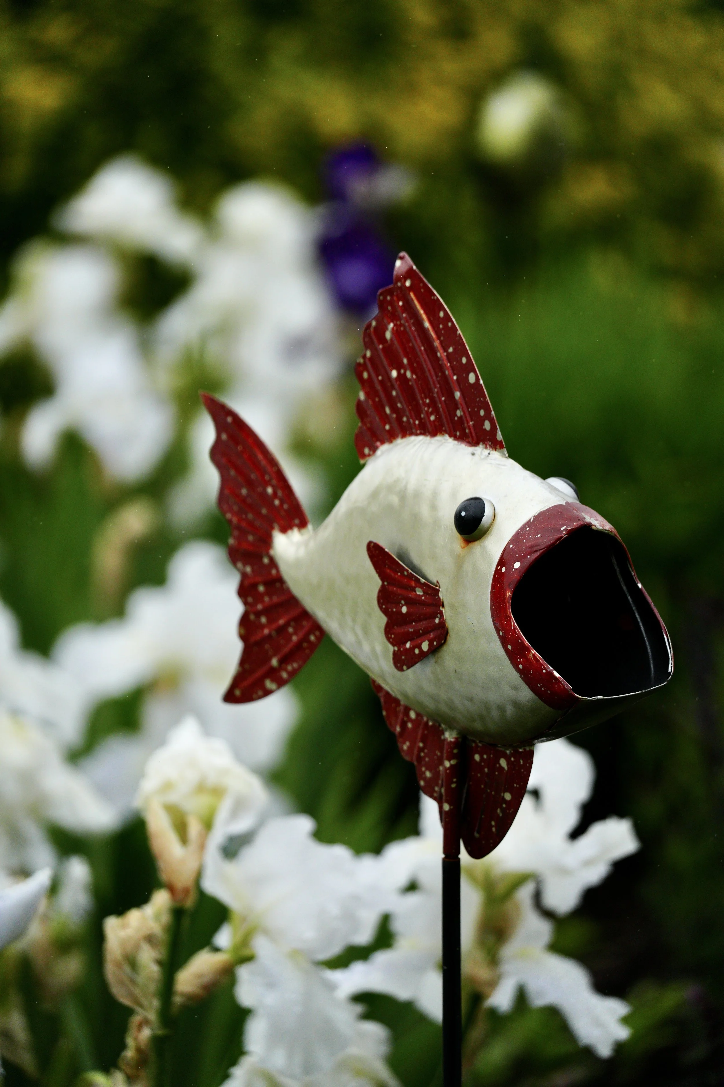 Fish and Flowers DSC01638.JPG