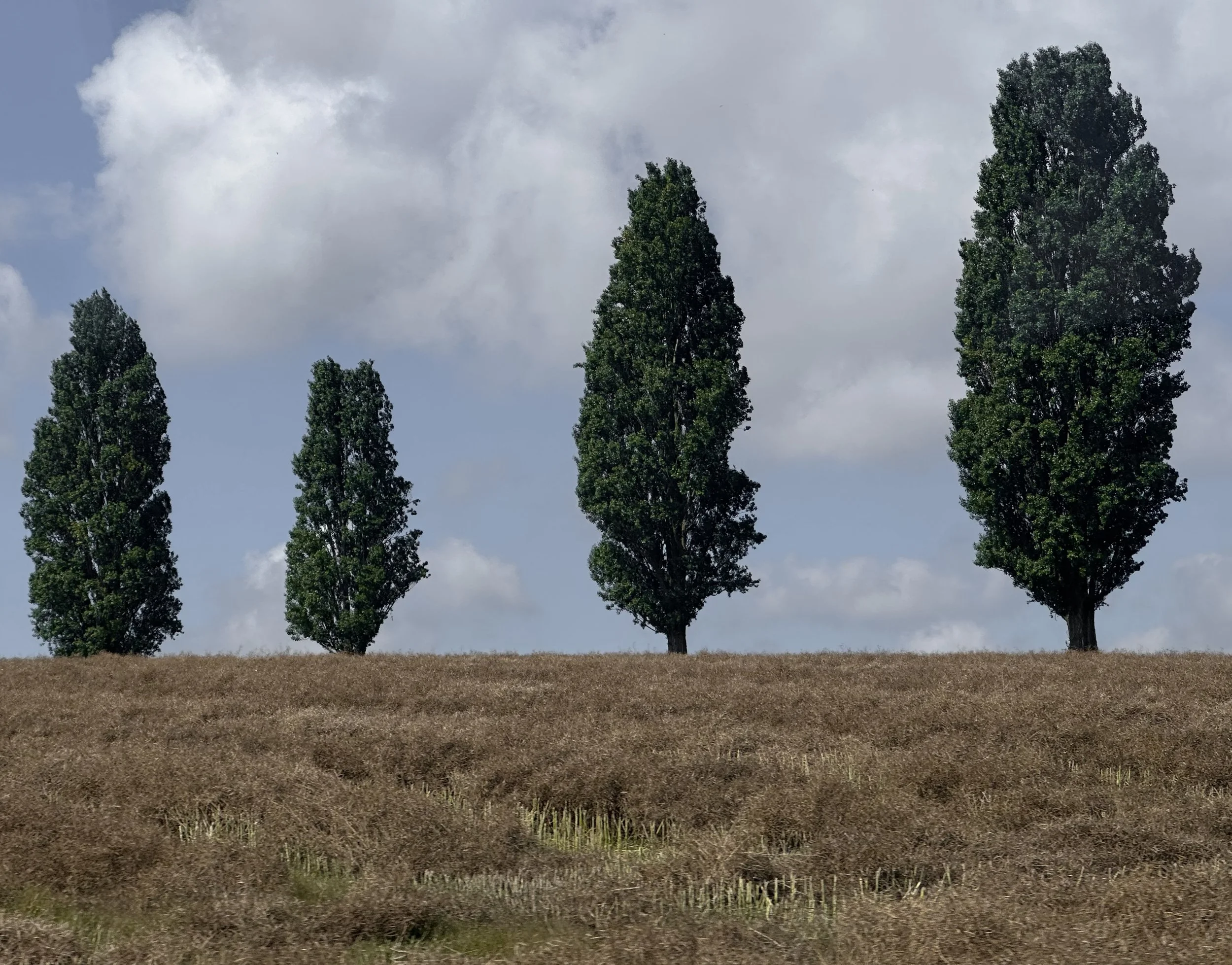 Verdant Senitnels