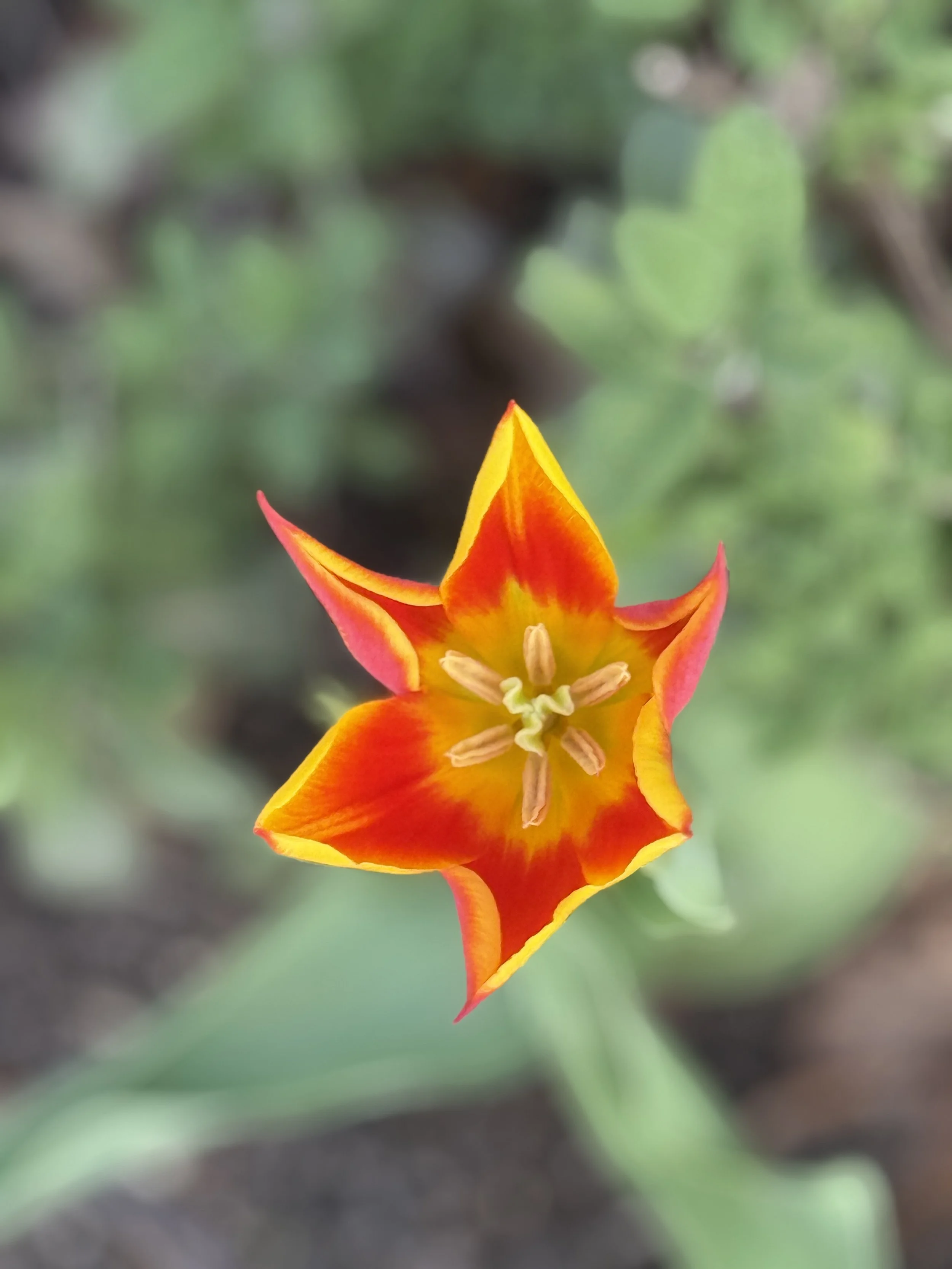 Floral Flame