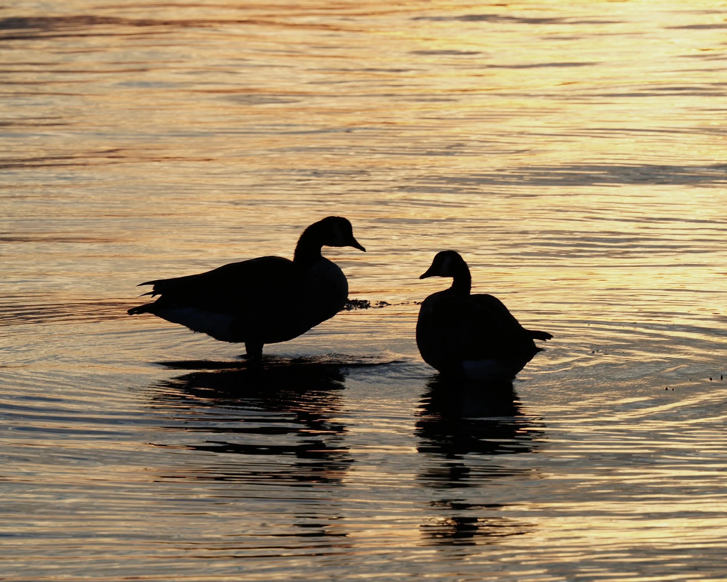 Together at Sunset
