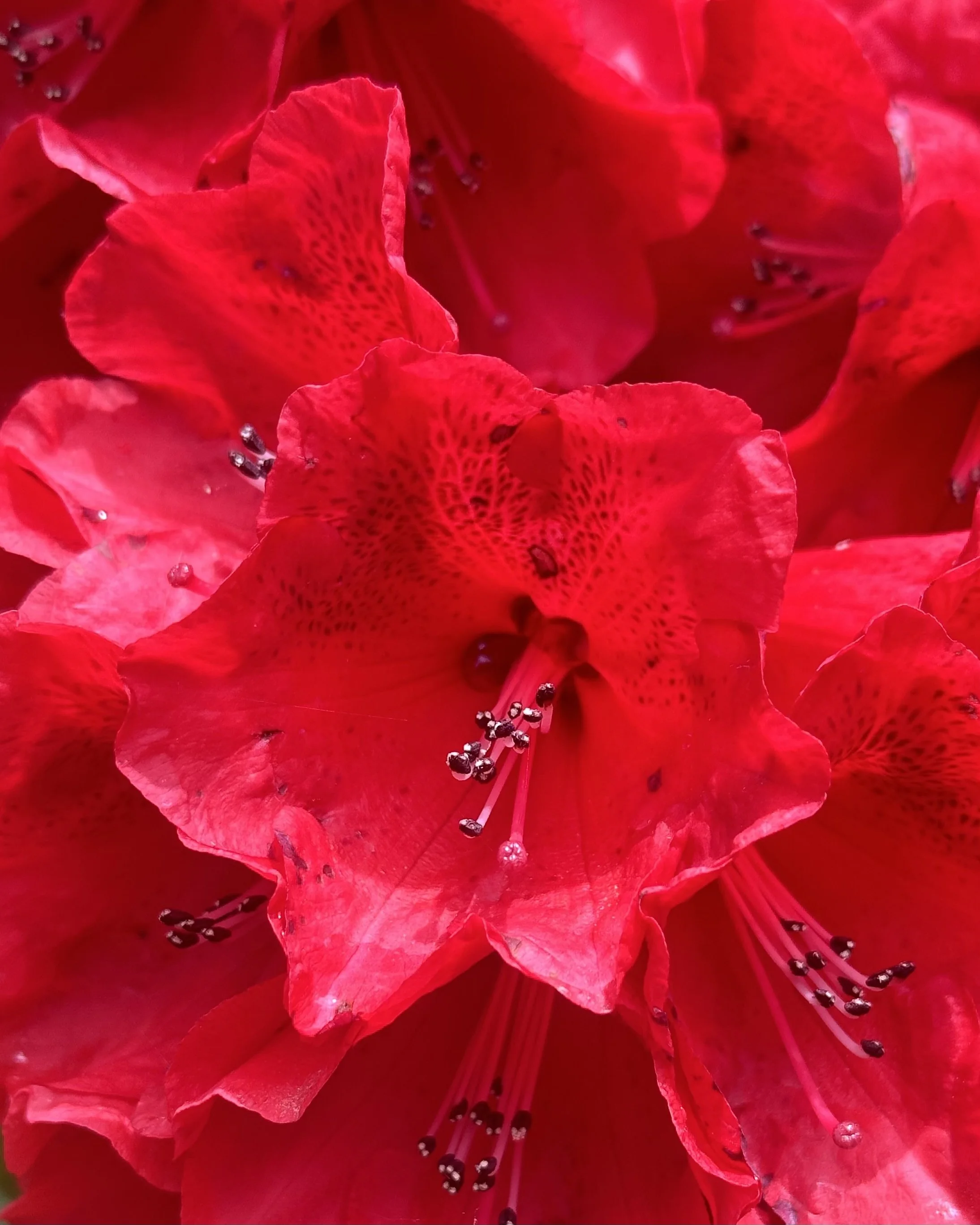 Really Red