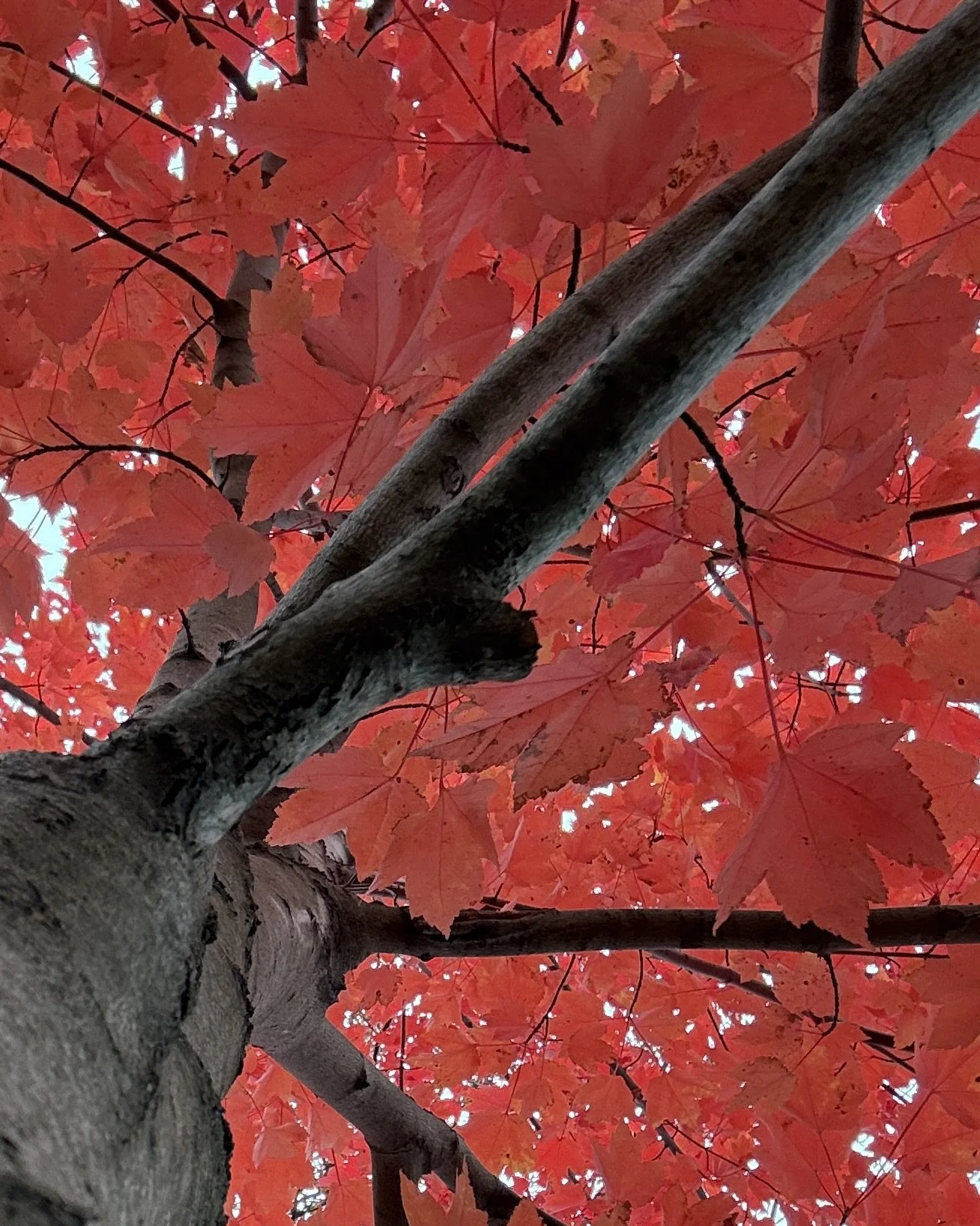 Looking Up