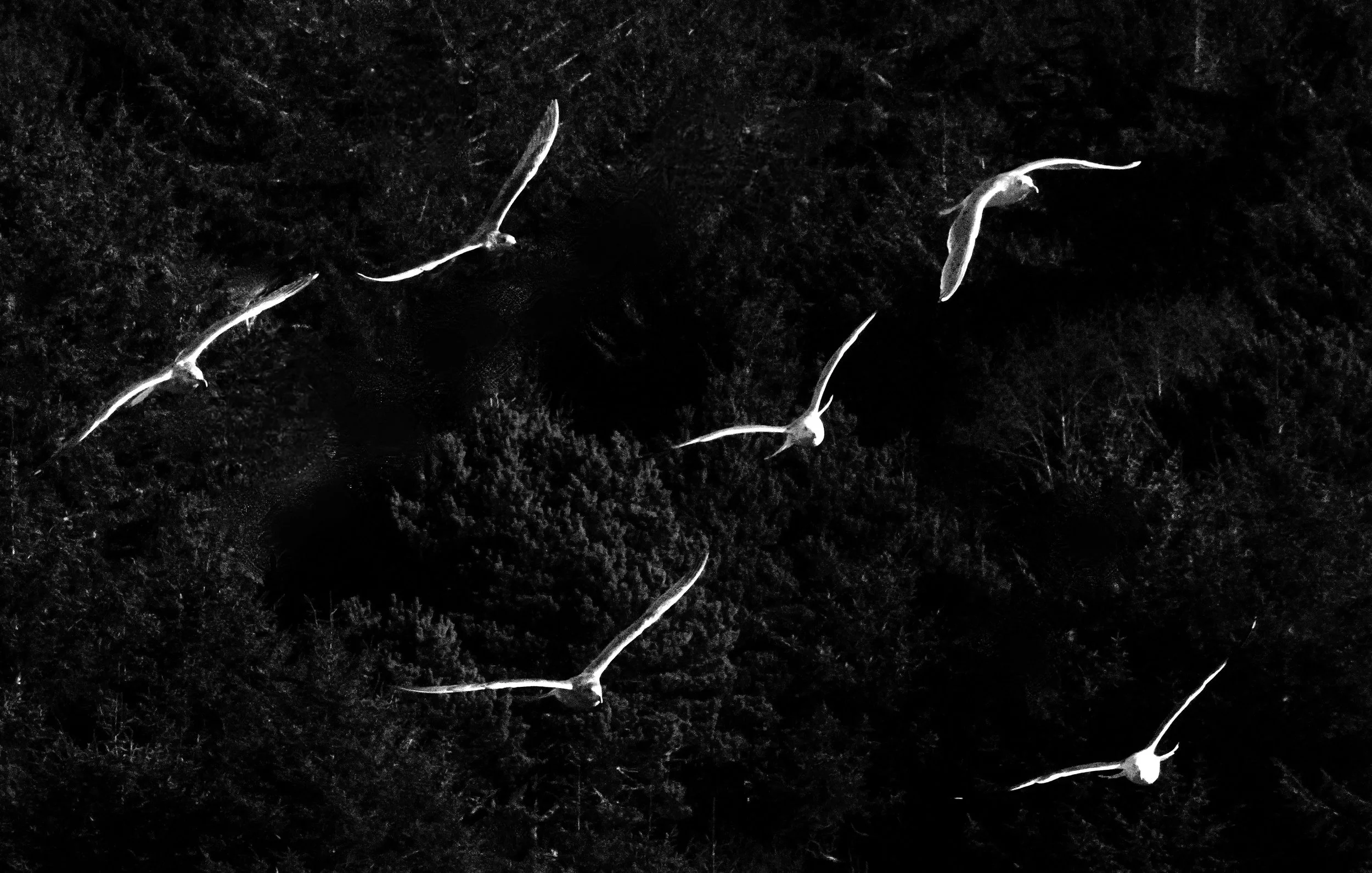 Night Flight