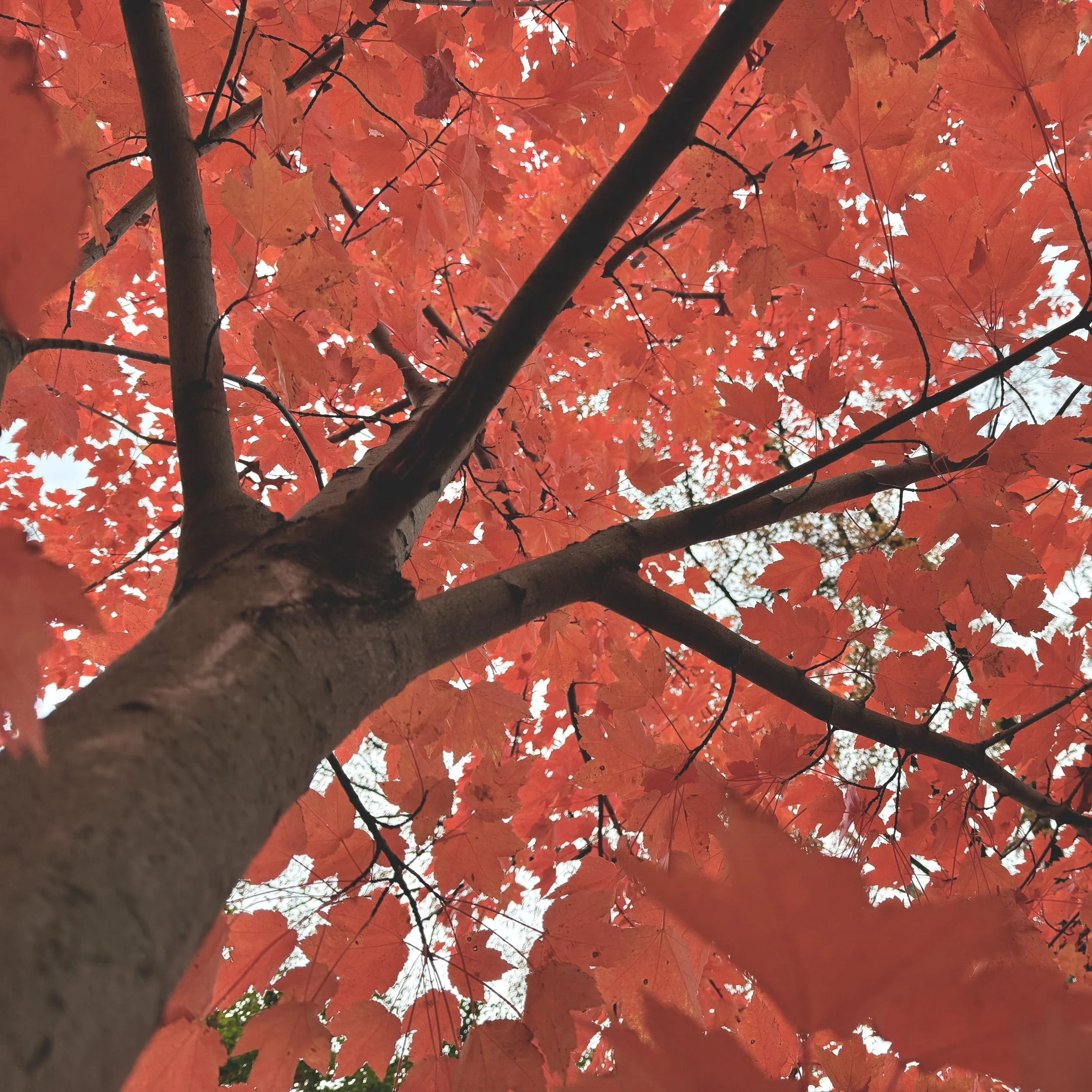 Autumn Above