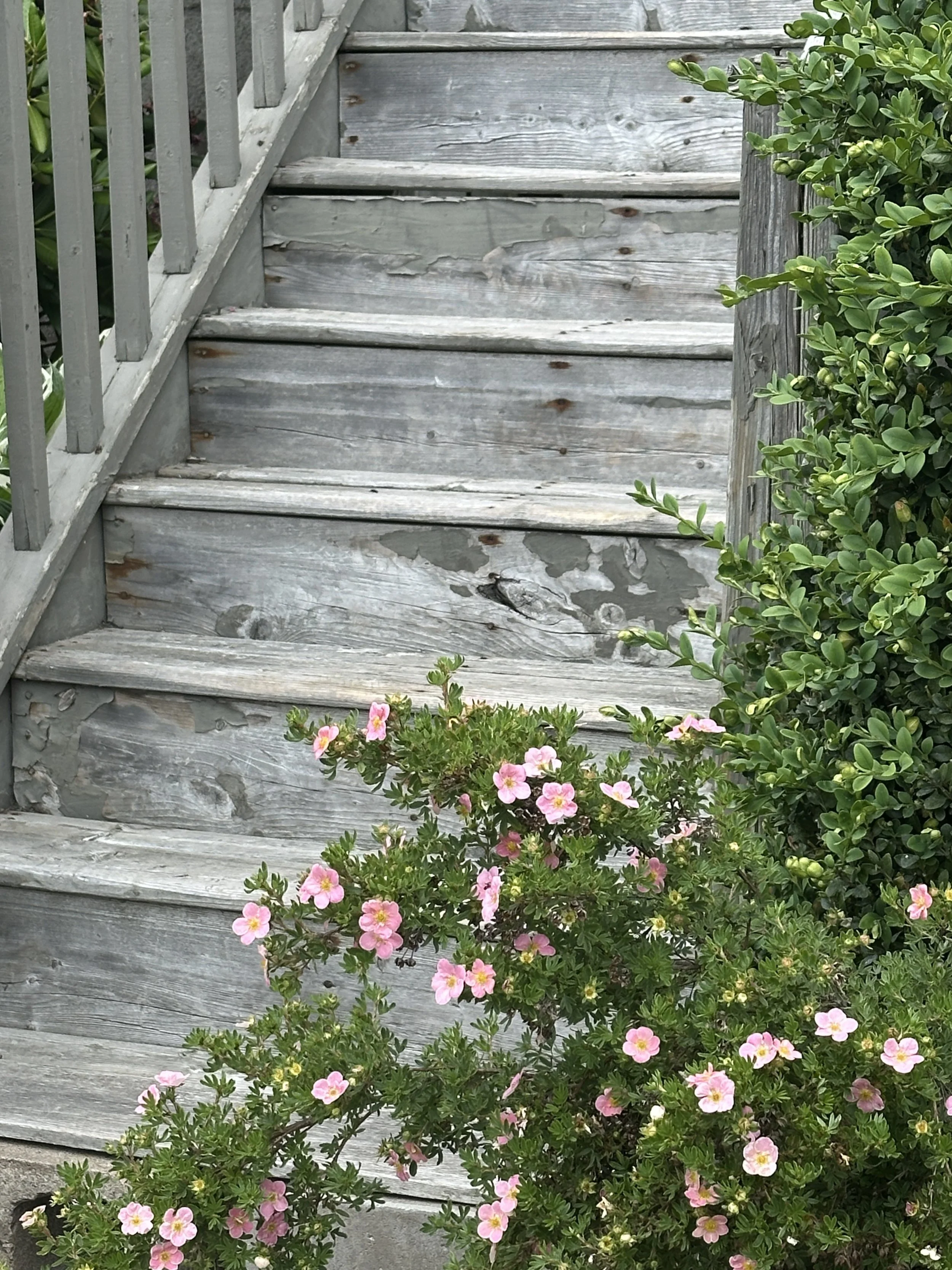 Steps in Bloom