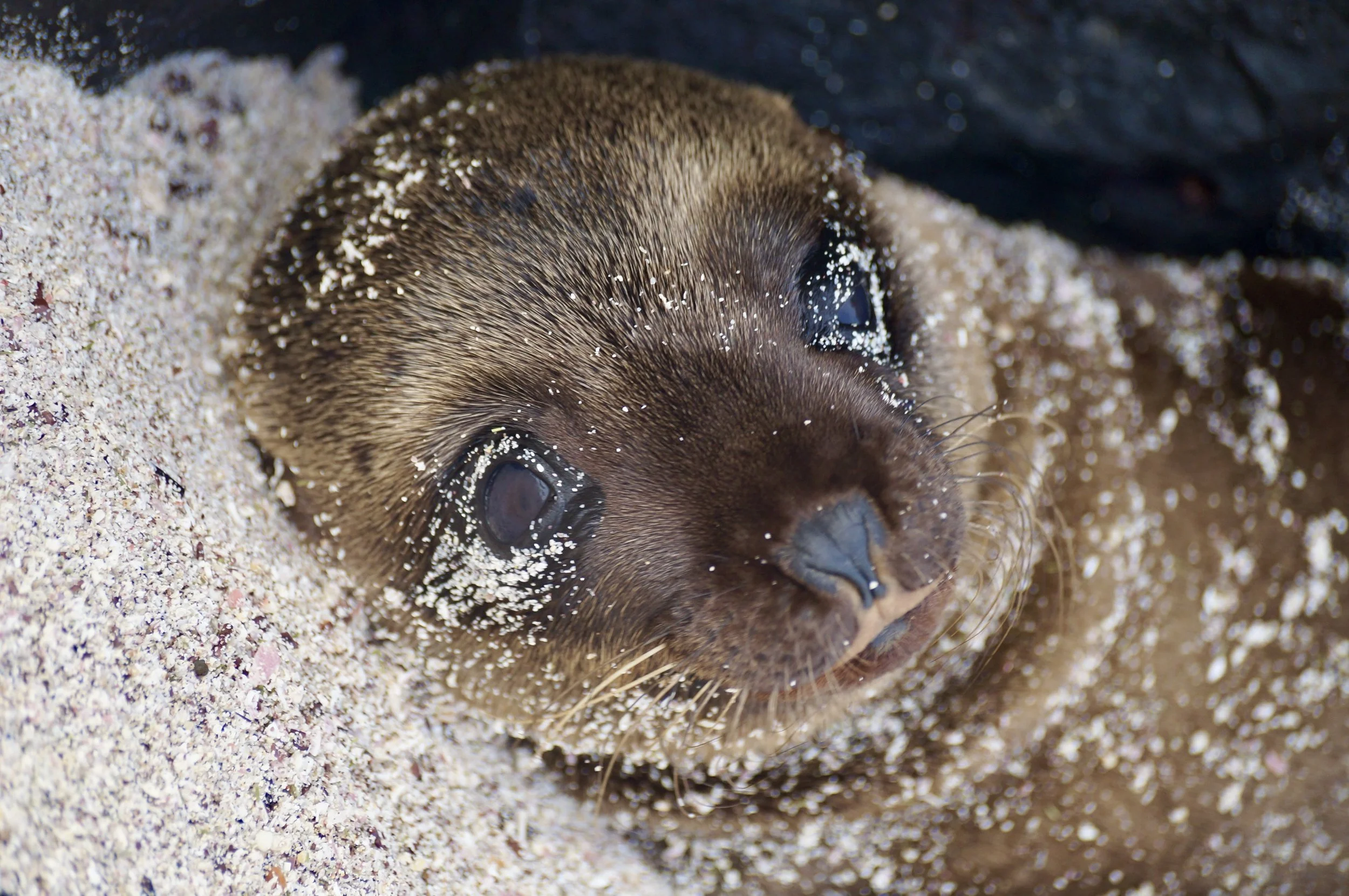 Sandy Eyes
