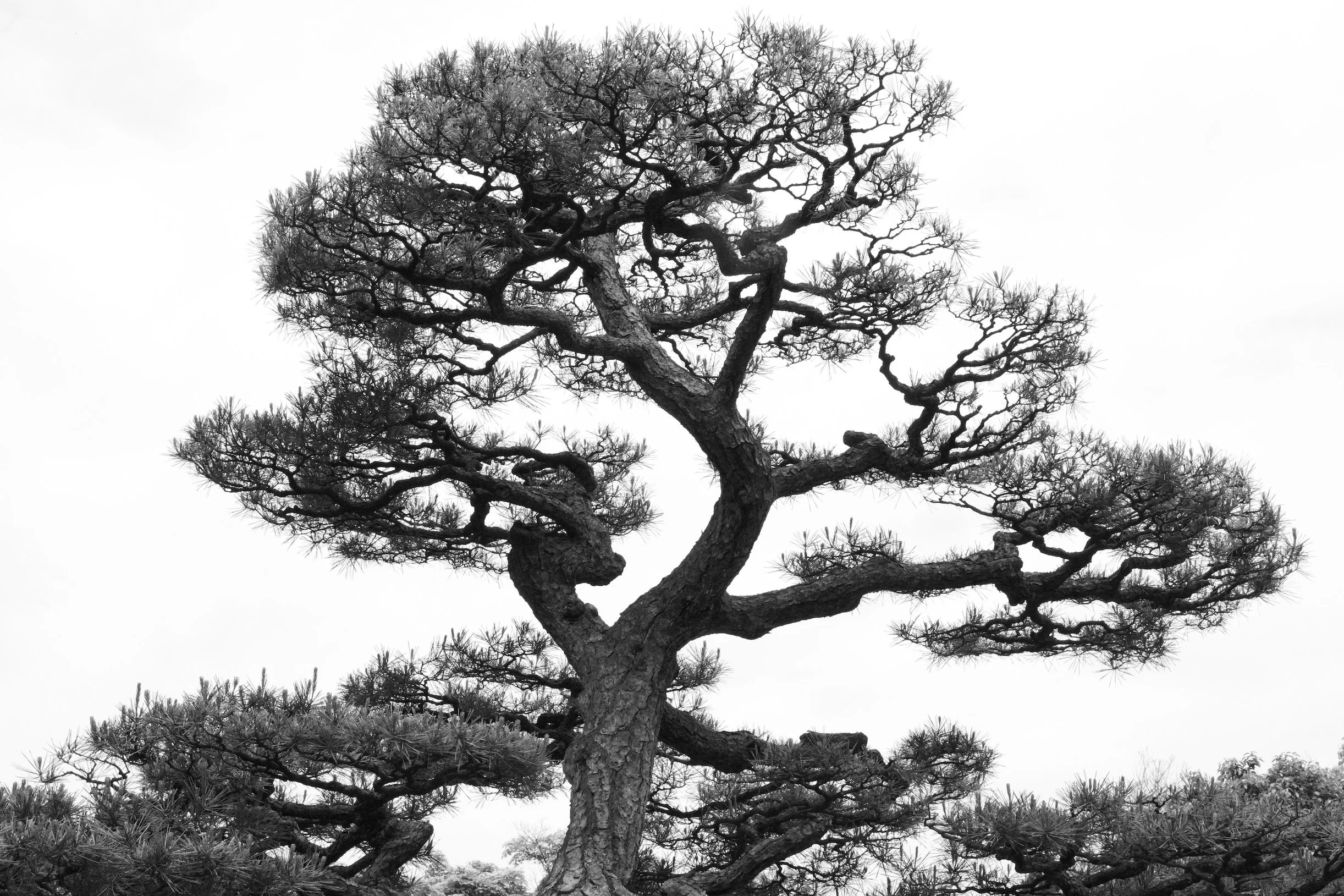 Sculpted by Time