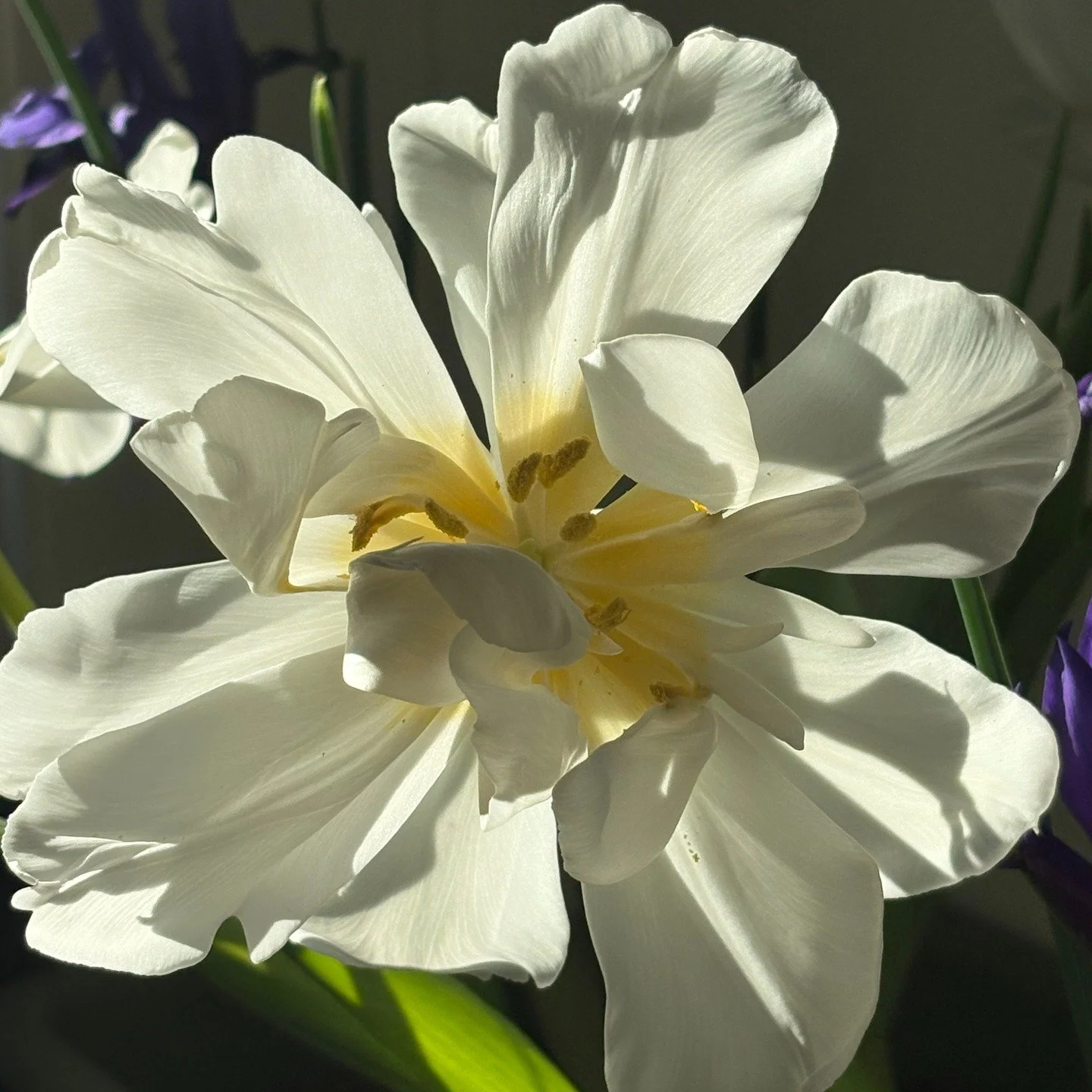 You're invited! 

Feb 10th at the fabulous @mcnallyrobinsonsk at 6pm.

Four authors (one is me, one is having their first ever launch, one is a poet, and one is brilliant @ulrichmaureen! We've all had a story published in this lovely I'm Here antholo