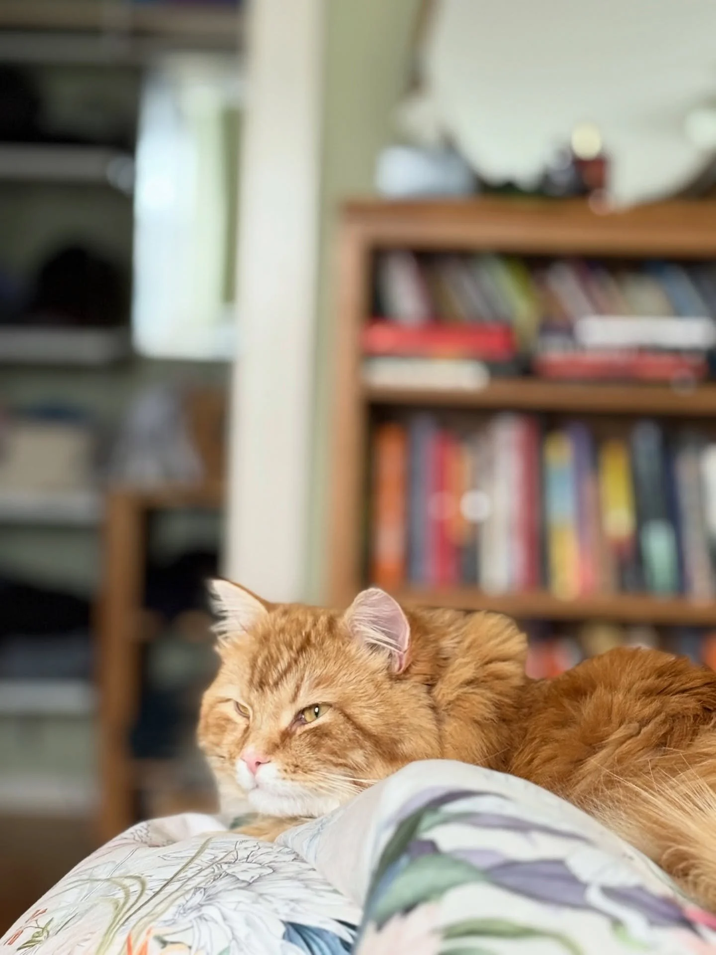 Some writing days, it&rsquo;s just me and my favourite reader ❤️

#writinglife #newbookidea #readingismagic
