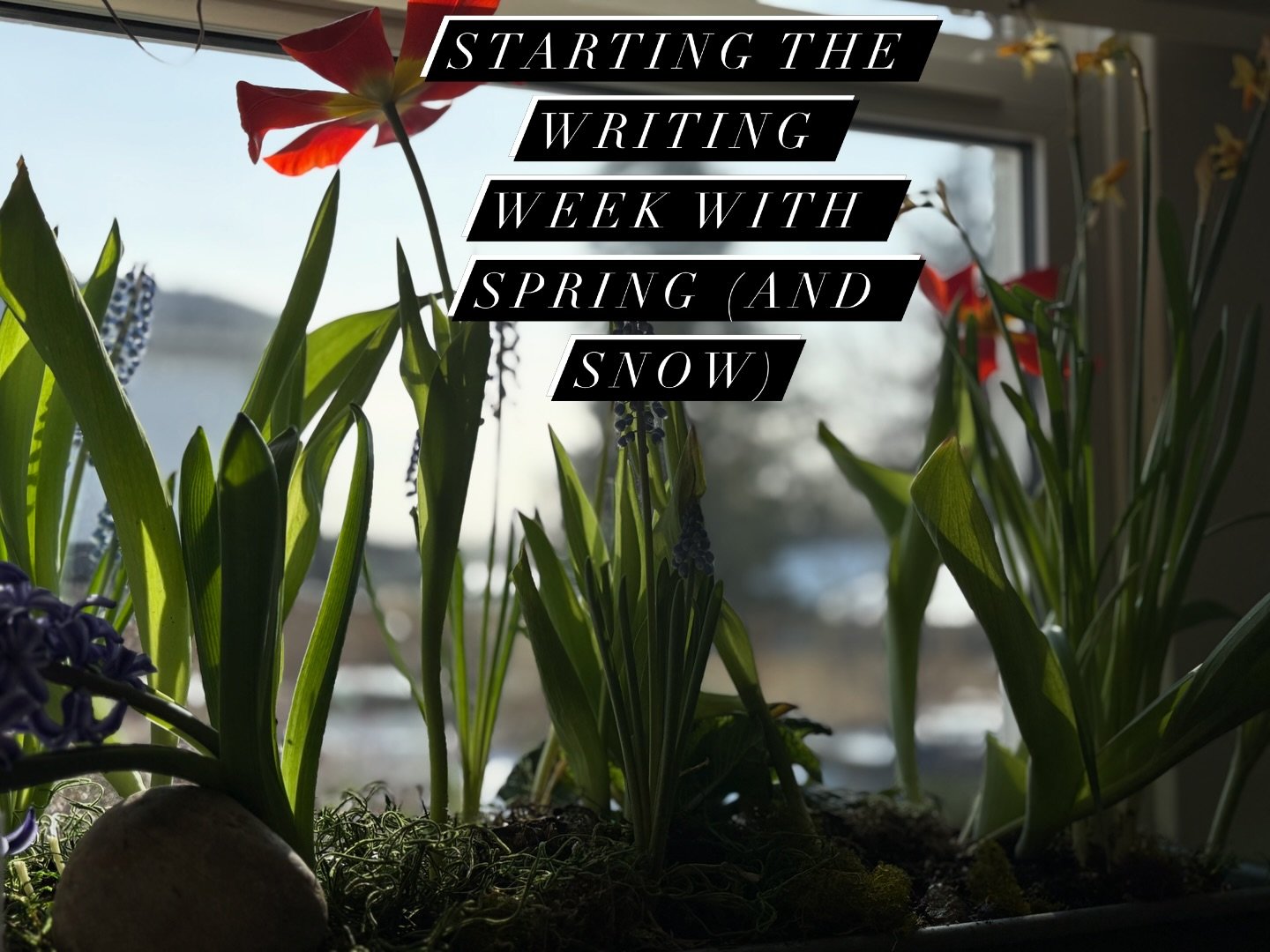 The snow is melting and I&rsquo;m turning the pages slowly. After the first rush, the new draft has slowed. And I enjoyed these in the window by slowing down, too.

#writingdiaries #newbooks