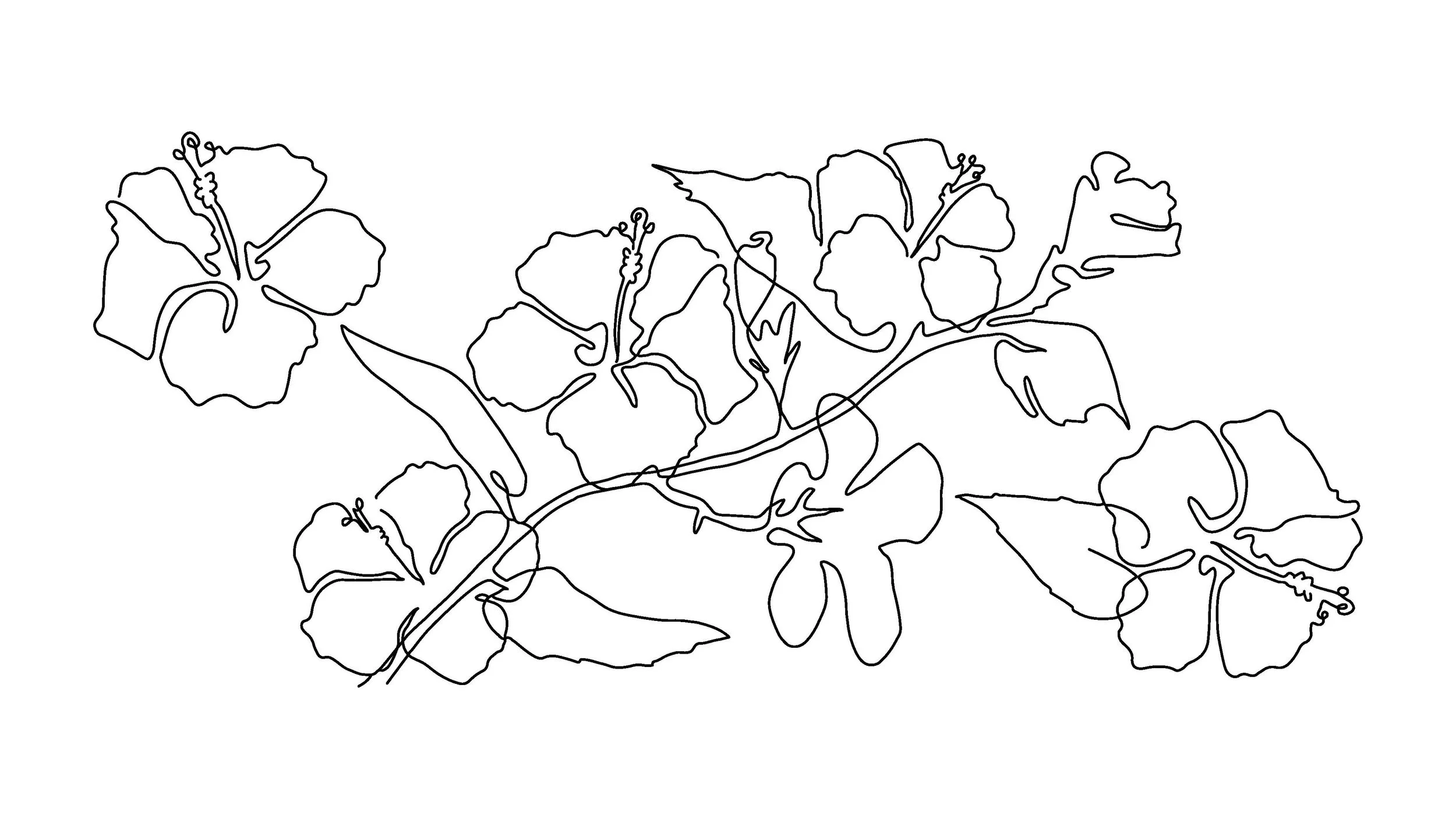 Hibiscus.jpg