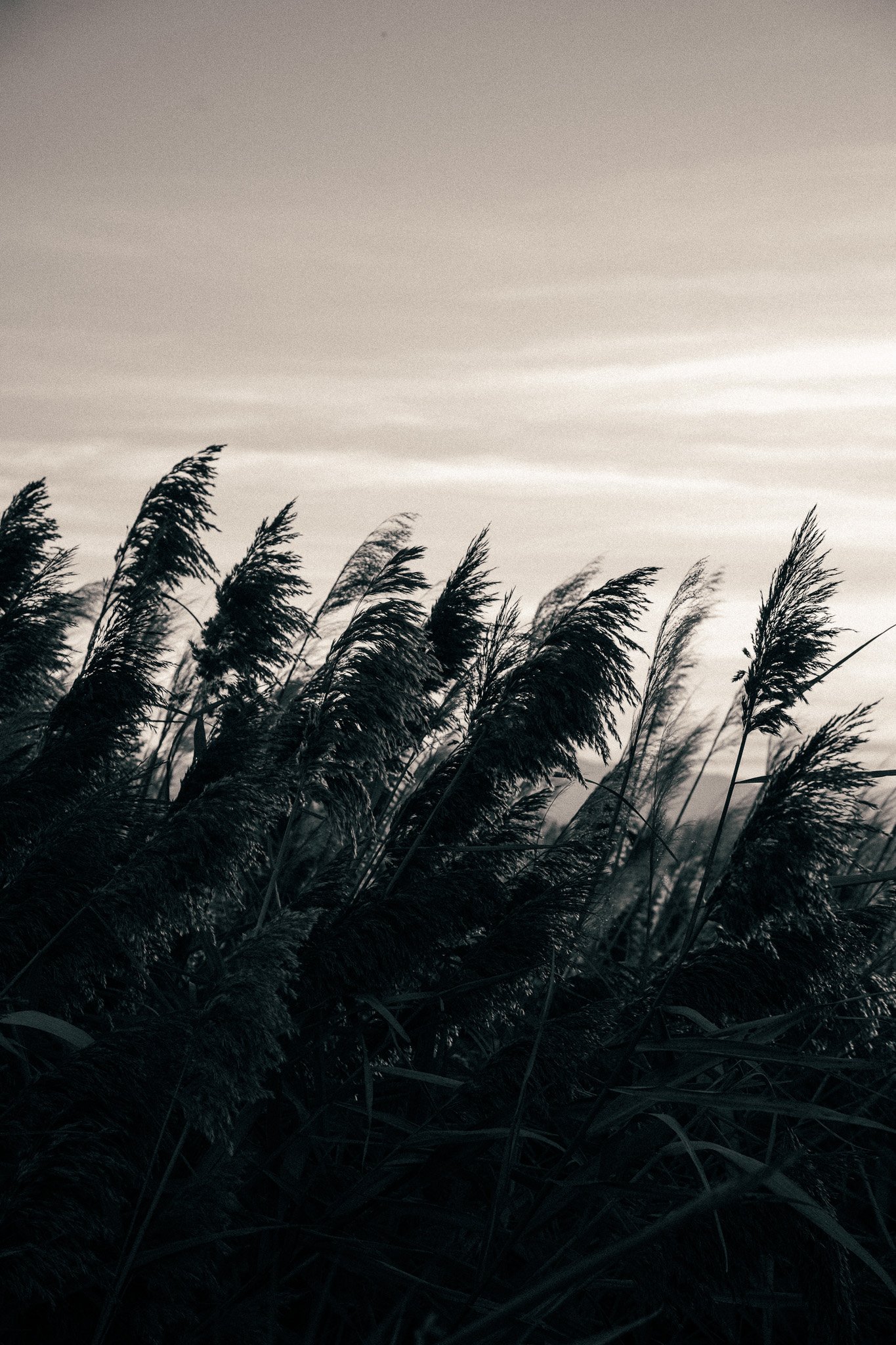 Tall grass blowing in the wind during a cloudy day with a light sky.