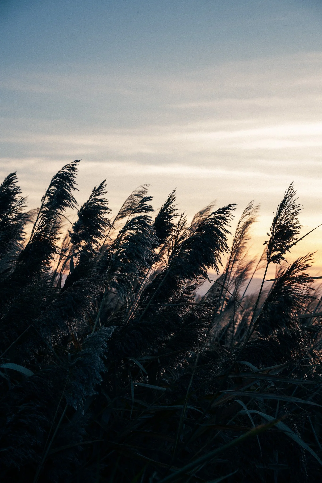 Tall grass blowing in the wind during sunset with a partly cloudy sky.