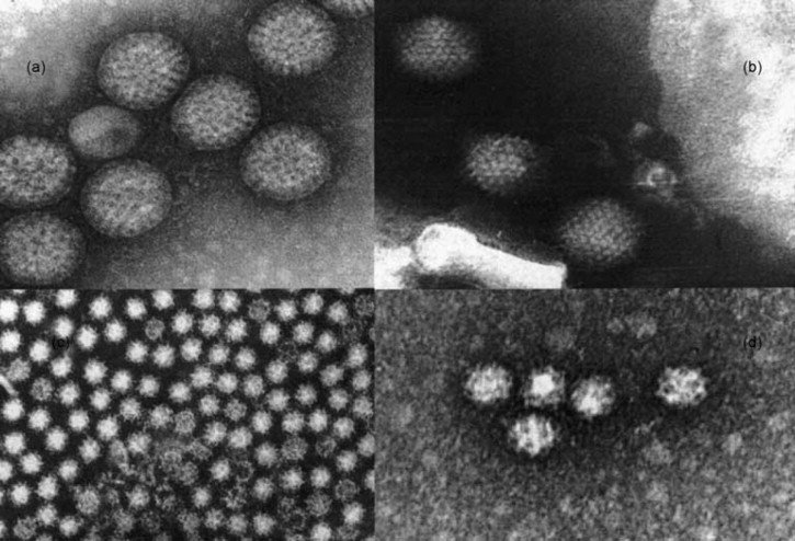 What are some of the ways to protect yourself with Gastroenteritis in Singapore?