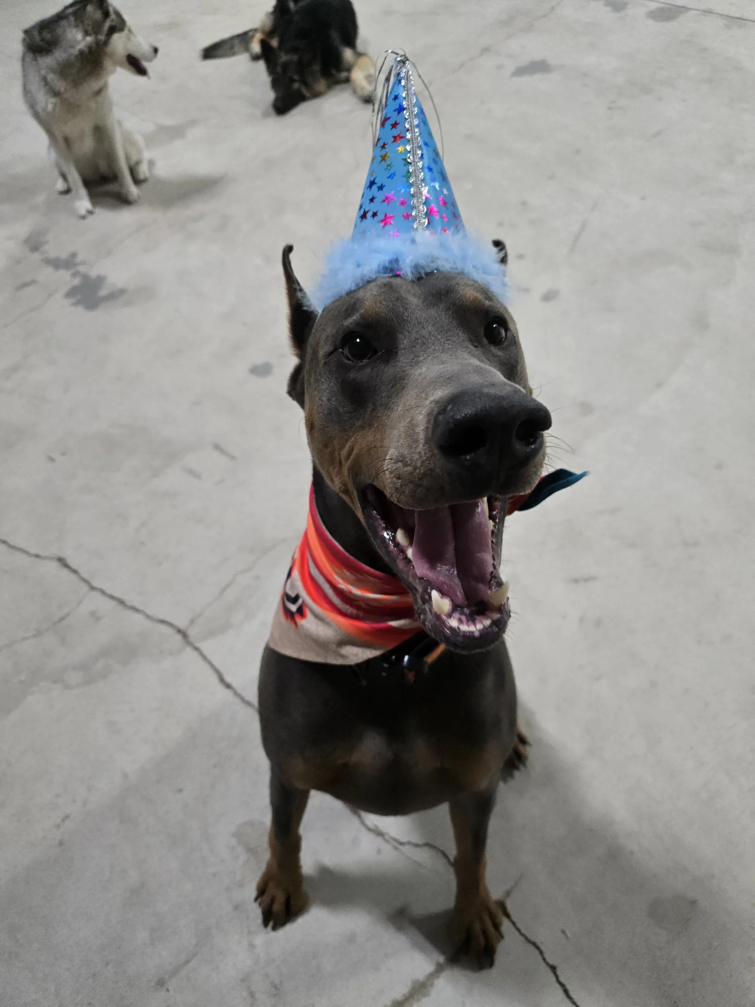 A happy dog with a party hat and birthday bandana, sitting on a concrete floor, with two other dogs in the background.