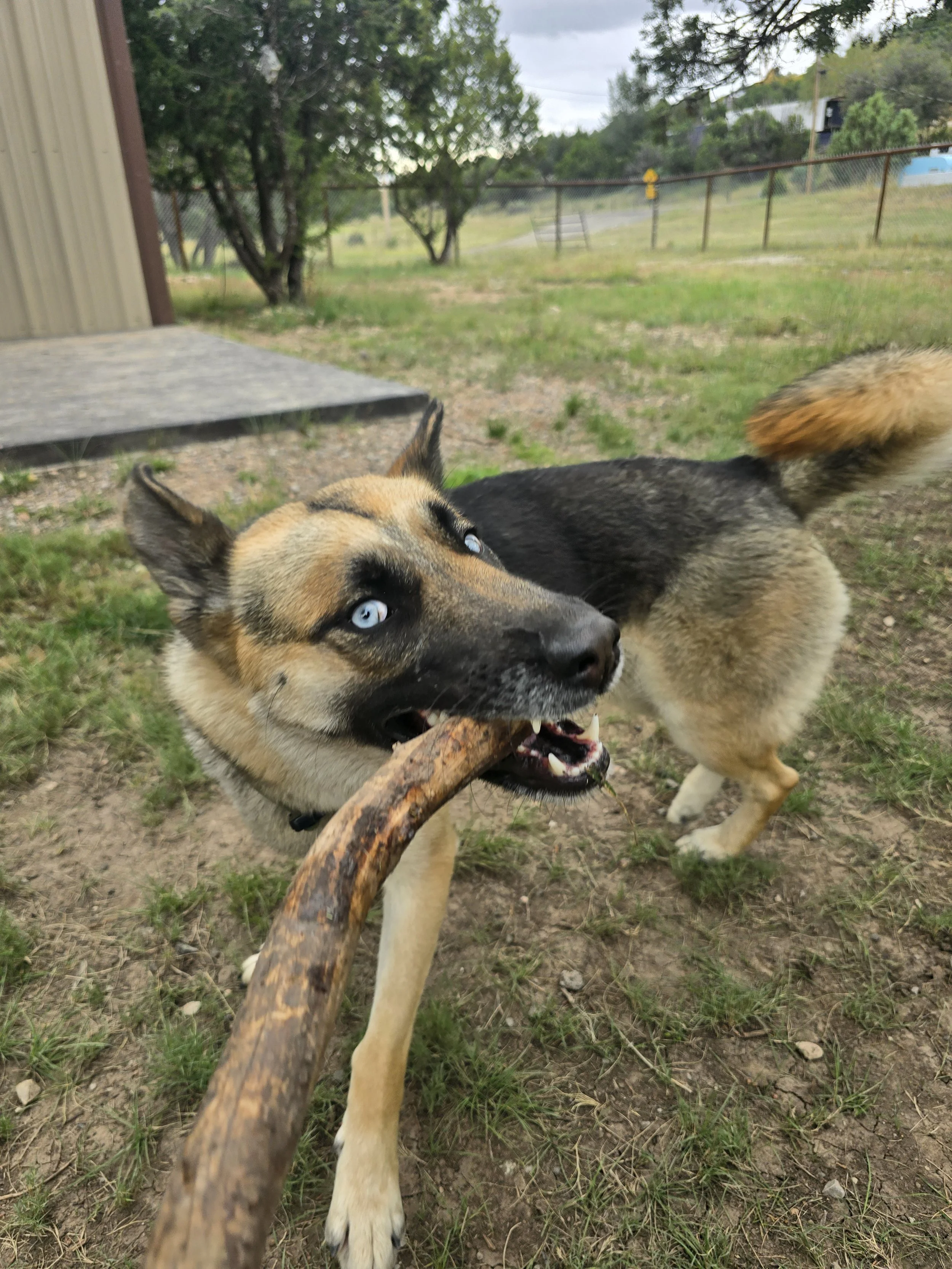 A dog with blue eyes playing with a stick outdoors on a grassy area.
