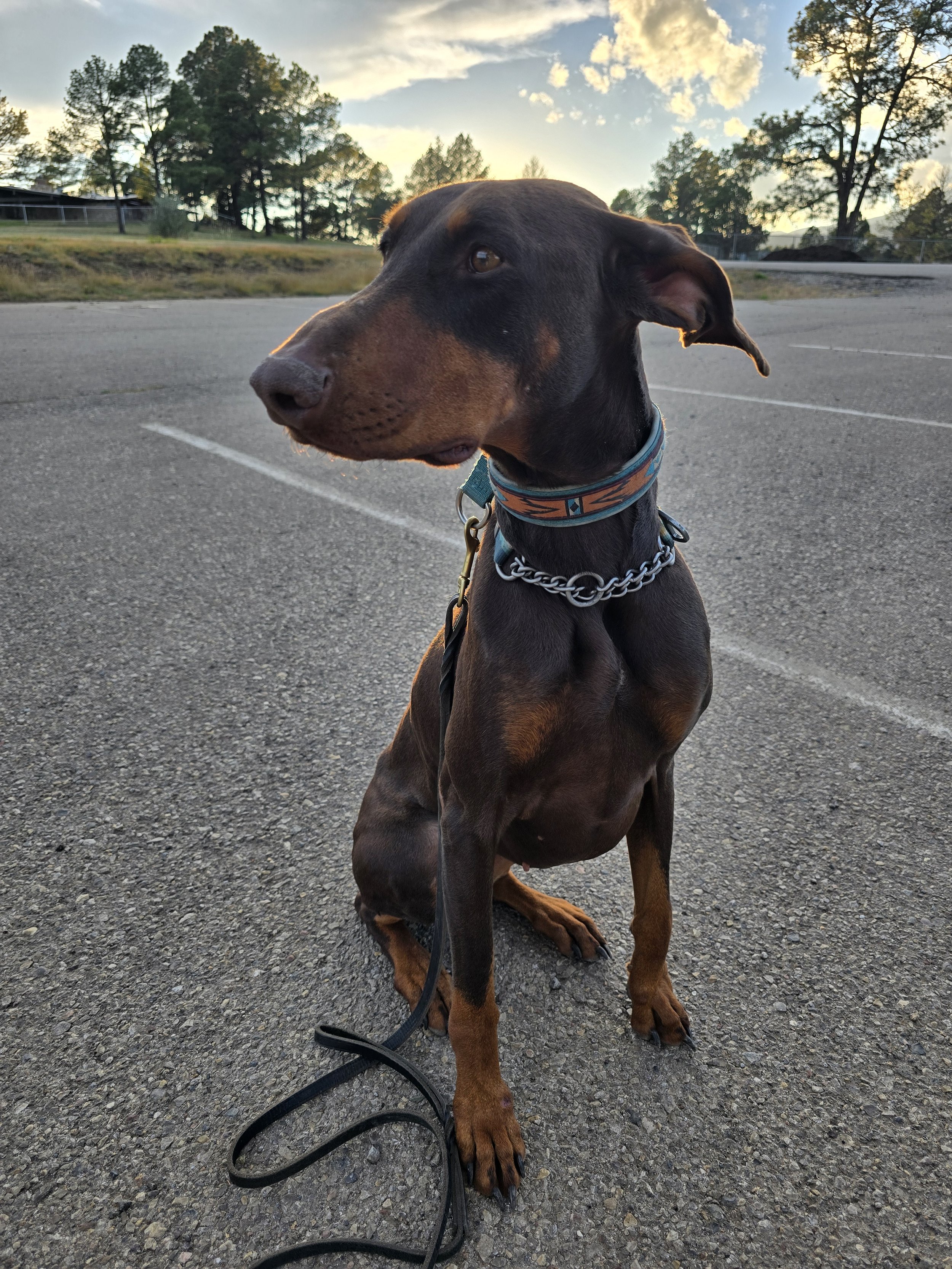 A Doberman dog sitting on an empty parking lot at sunset, wearing a colorful collar and chain leash, with trees and a partly cloudy sky in the background.