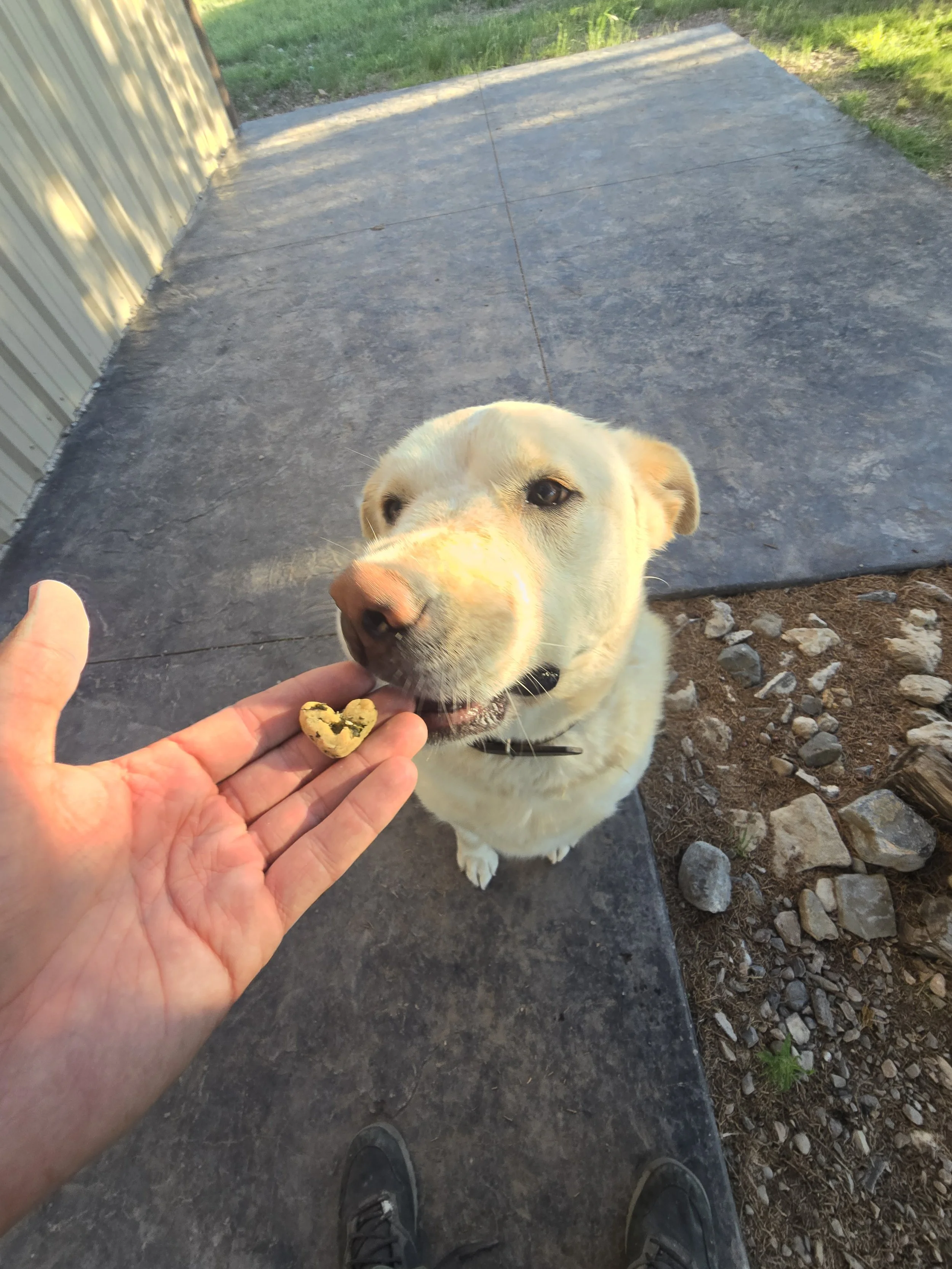 A person hands a heart-shaped cookie to a white dog with tan markings, who is licking the cookie. The dog is sitting on a paved surface outside a building with grass nearby.