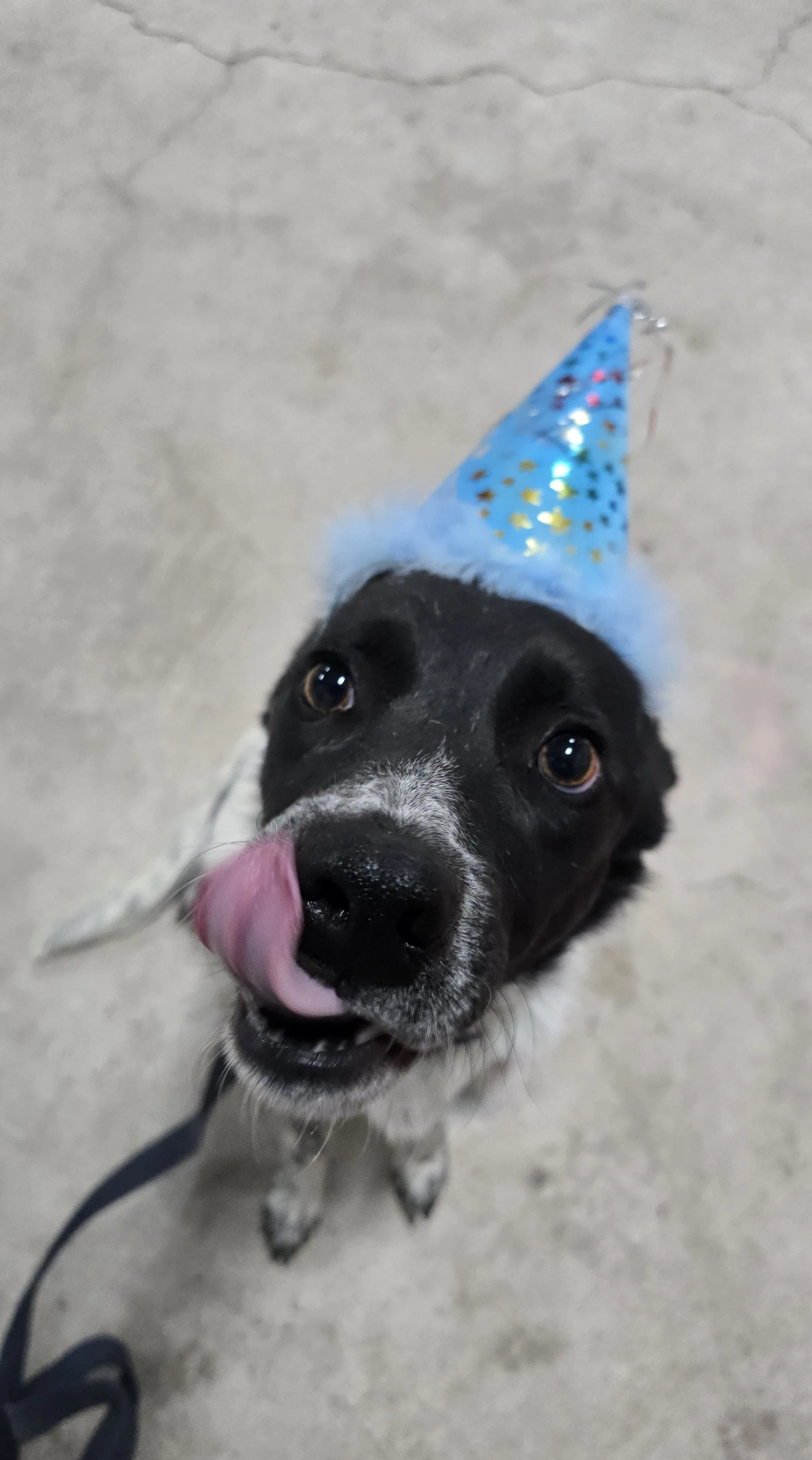 Dog wearing a blue party hat with gold star patterns, licking its nose, on a concrete floor.