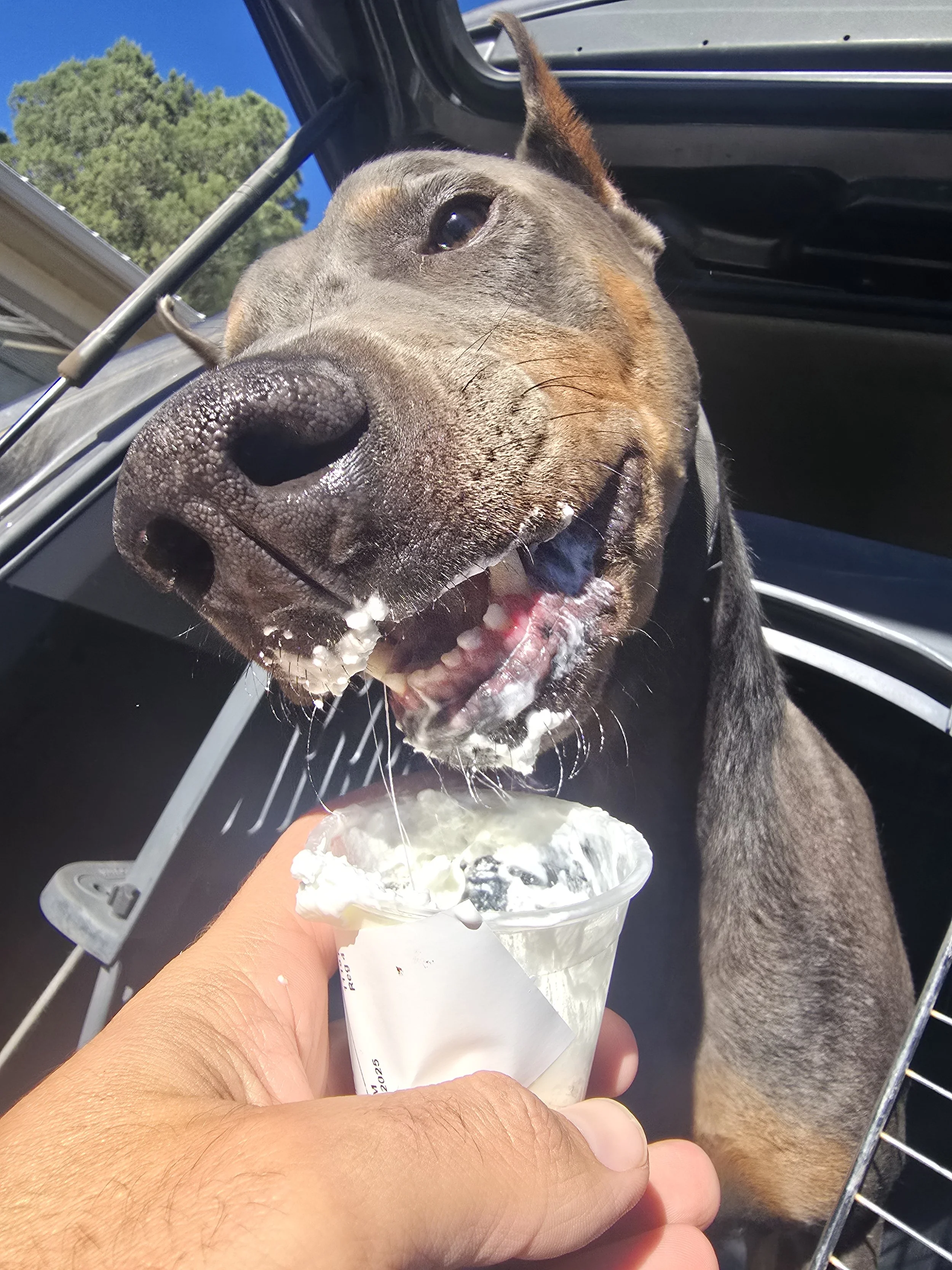 A dog licking ice cream from a cup with its tongue, outdoors on a sunny day.