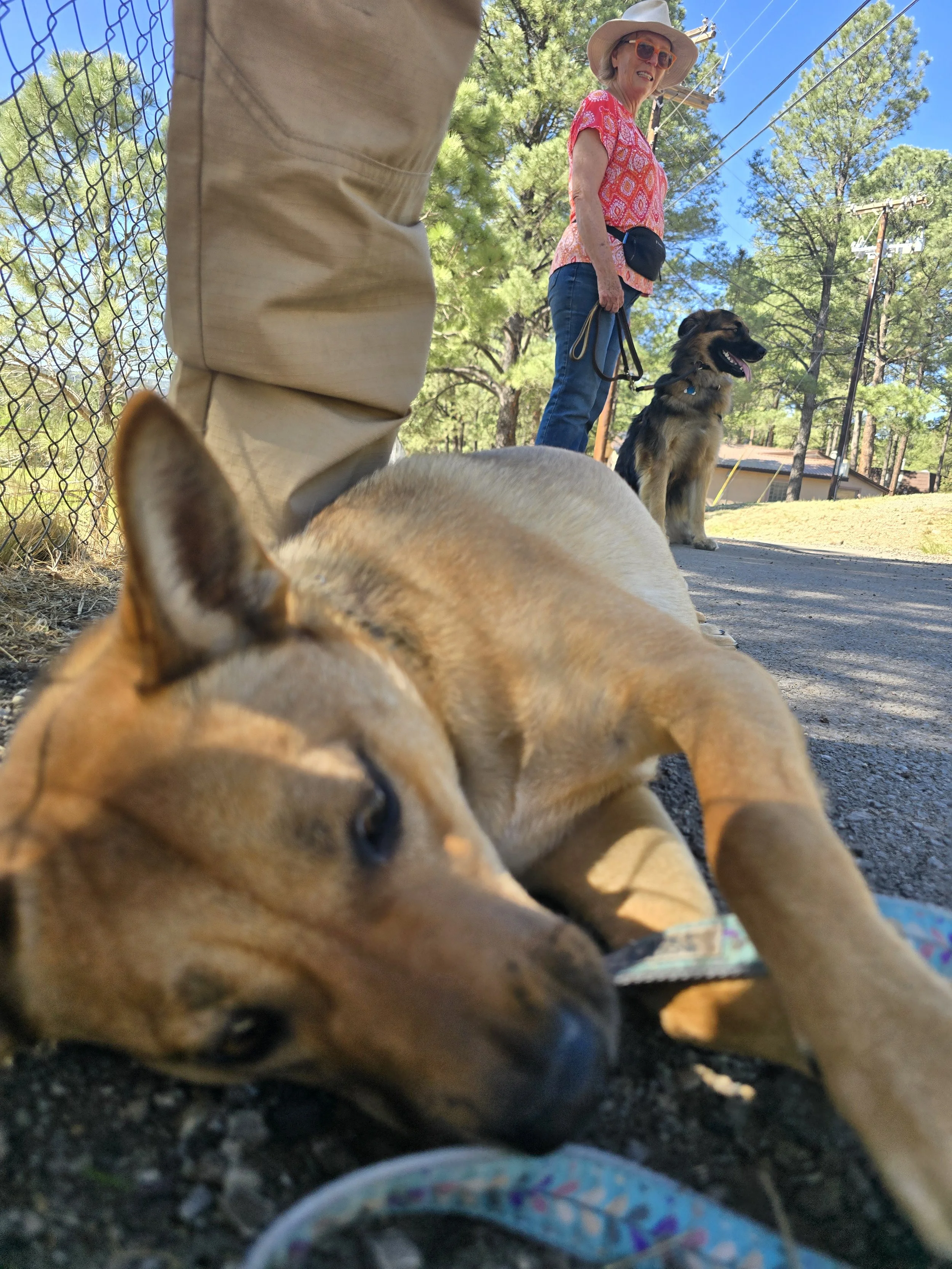 Young tan dog lying on the ground, resting with its head near a colorful leash. An older woman wearing a sun hat, patterned pink shirt, and sunglasses stands with two other dogs in the background on a sidewalk near a fence, with trees and blue sky.