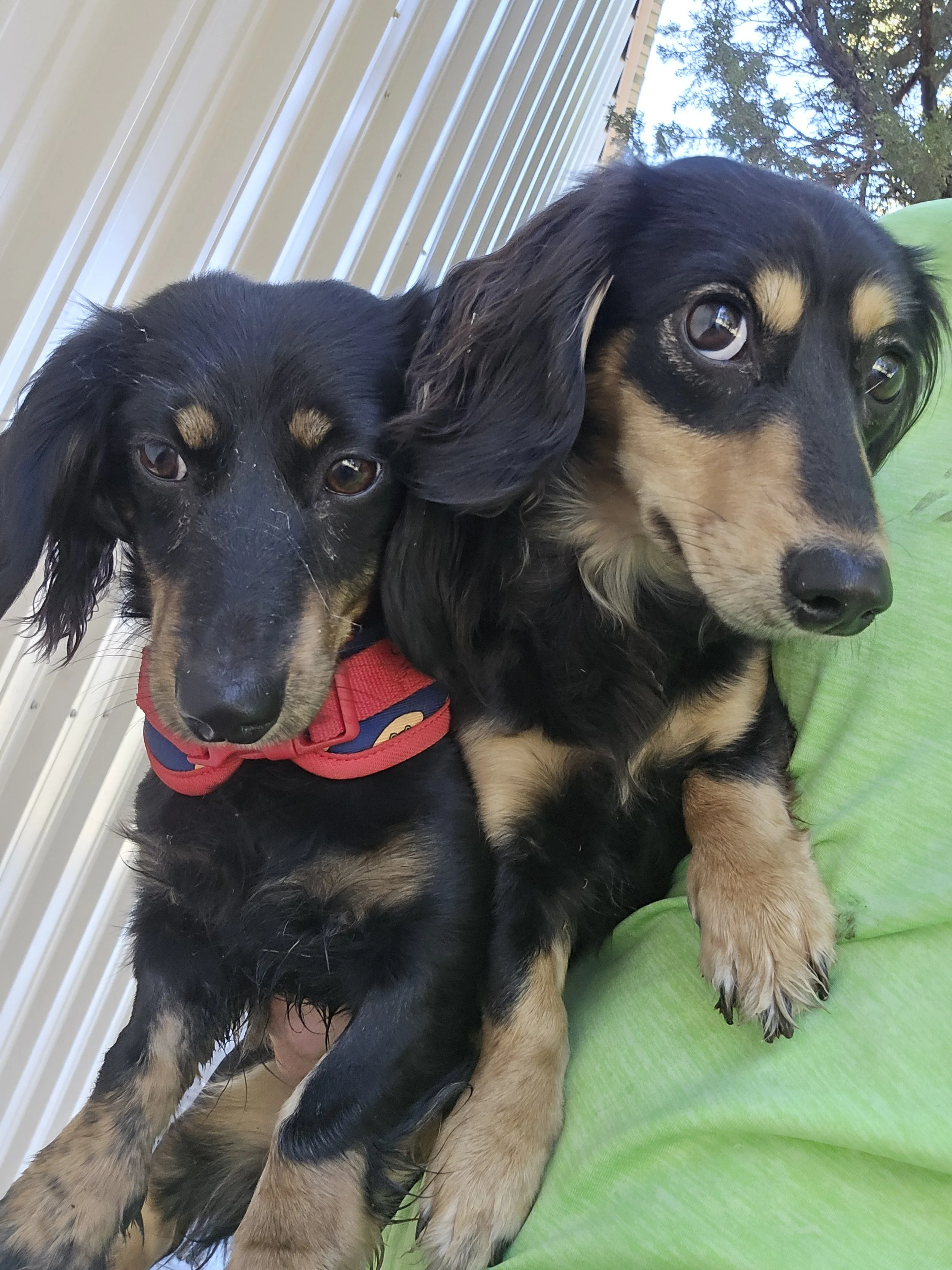 Two dachshund puppies, one with a red collar and the other with no collar, sitting on a person's lap outdoors near a beige fence with trees in the background.