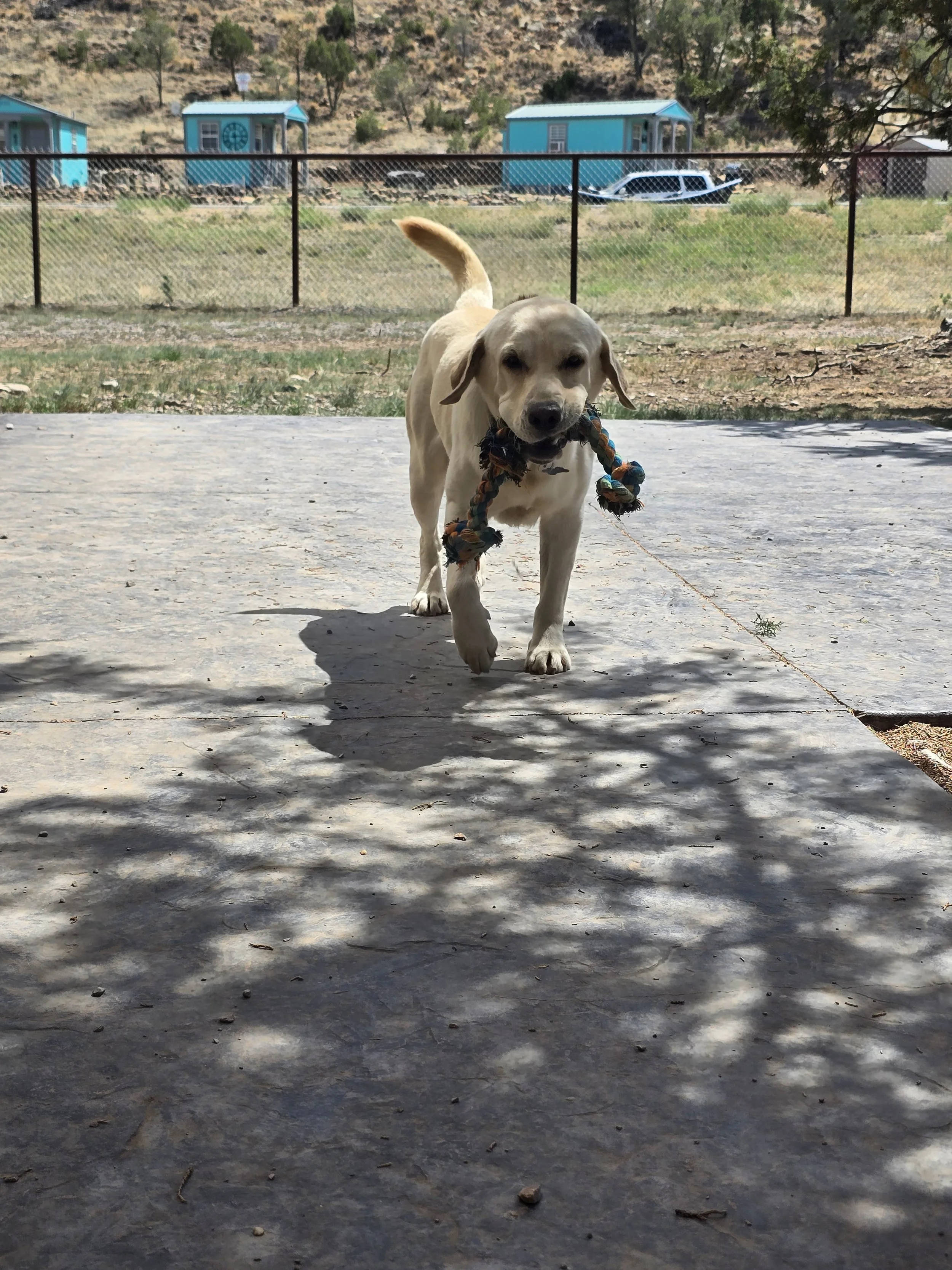 Labrador Retriever puppy playing with a rope toy outdoors on a sunny day.