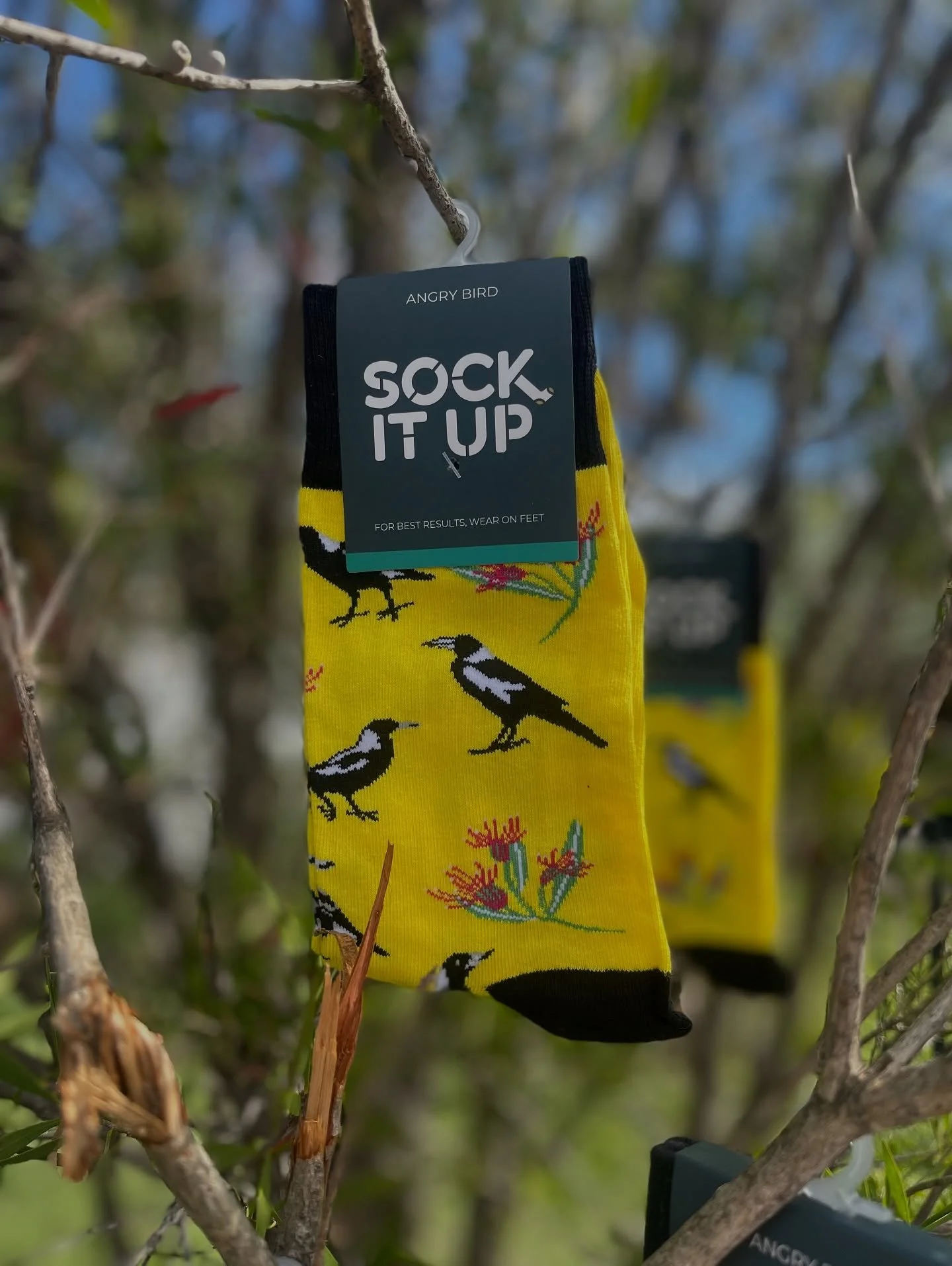 It&rsquo;s officially Spring! 
The Angry Birds&hellip; Magpies are out!