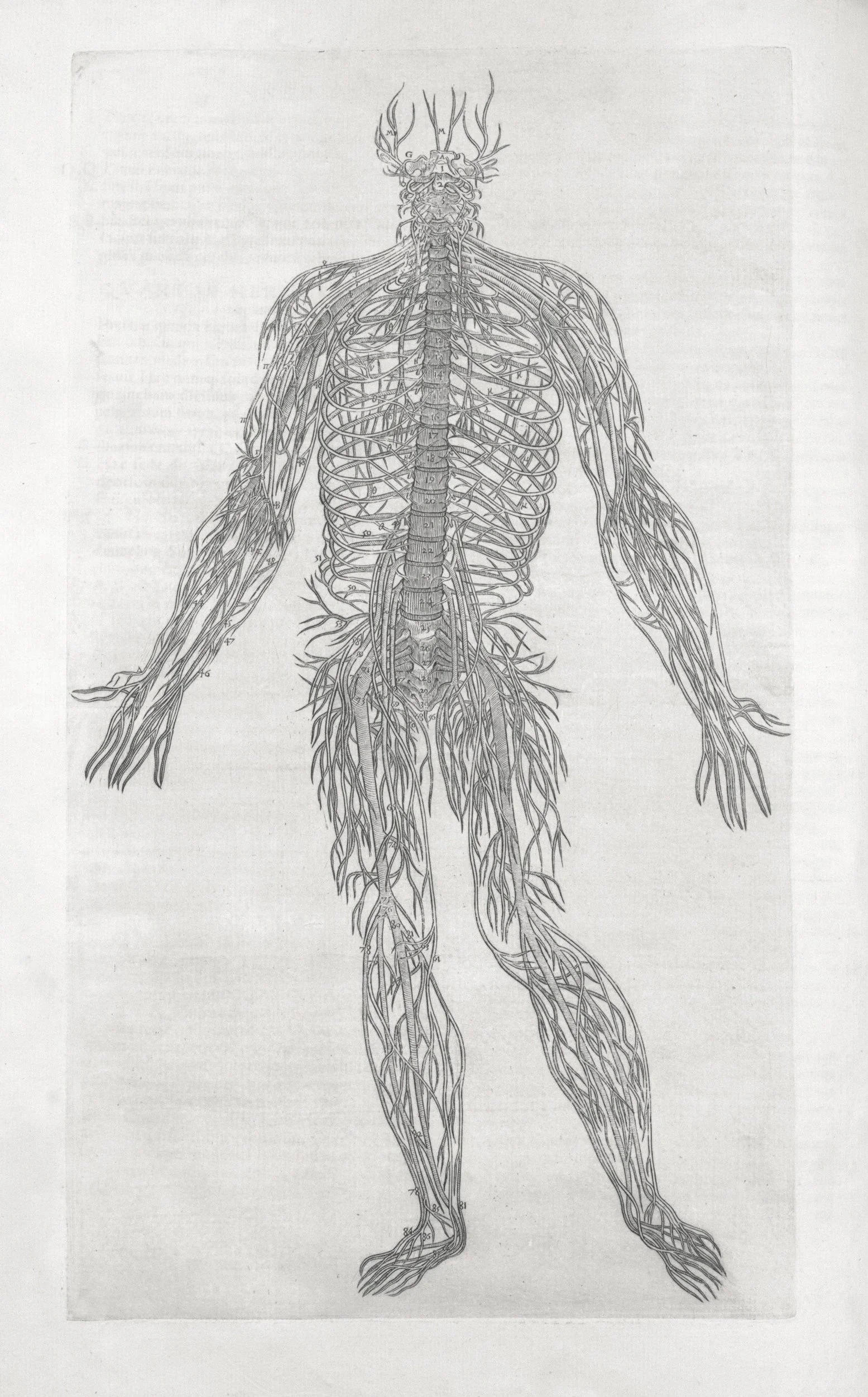 What the Nervous System Has to Do With Tightness and Pain